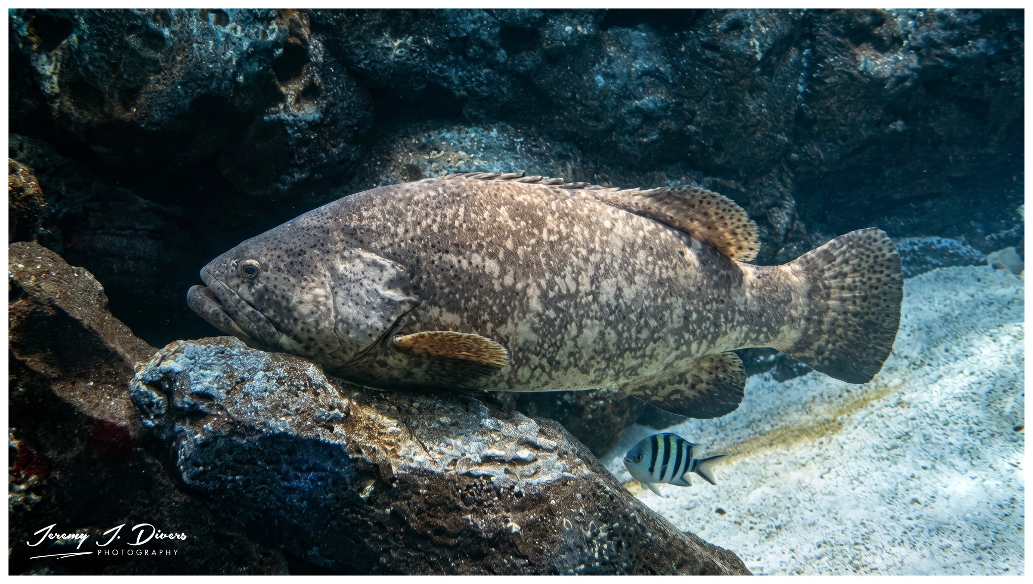  Atlantic Goliath Grouper