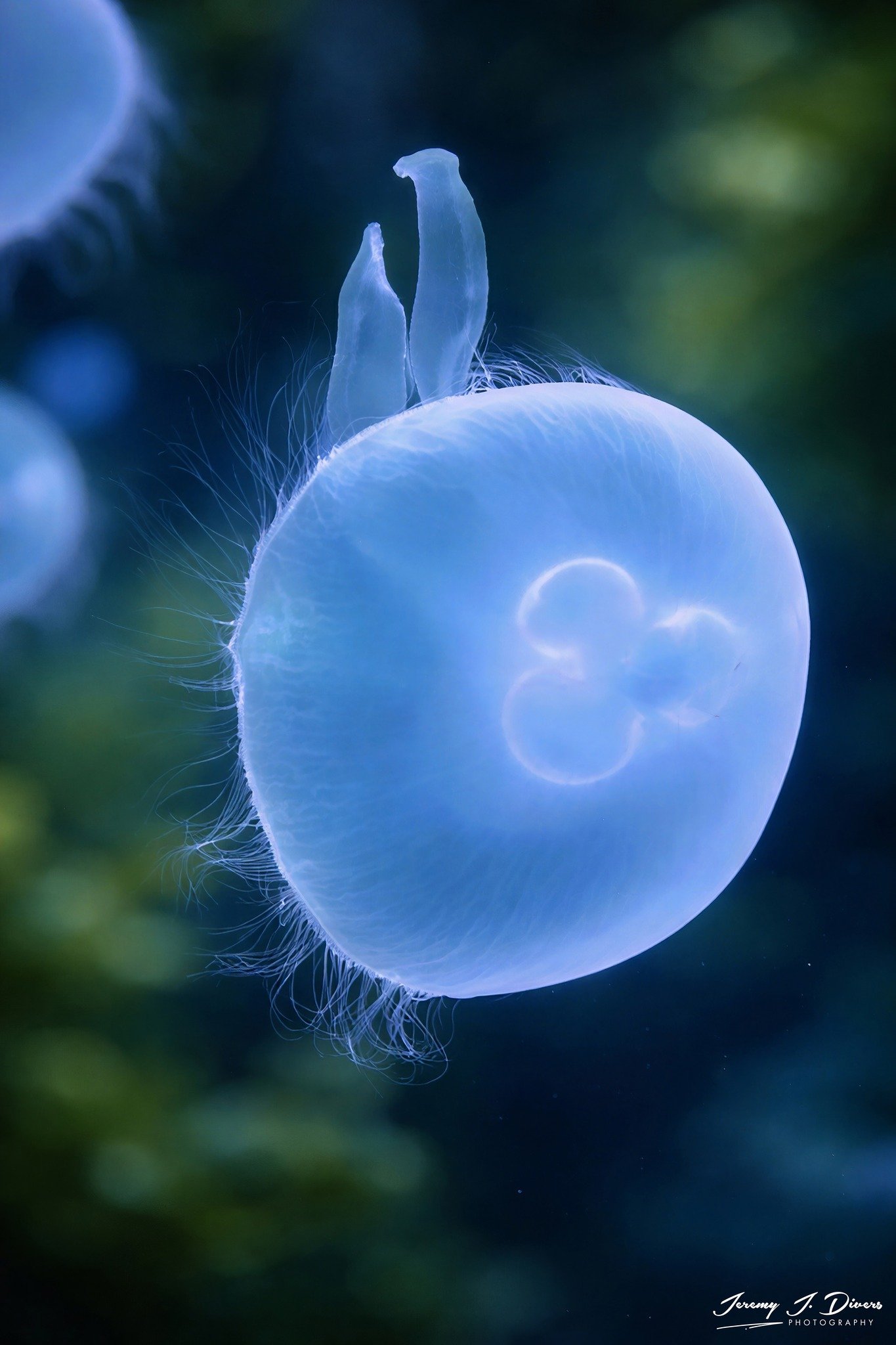 Moon Jellyfish (B)