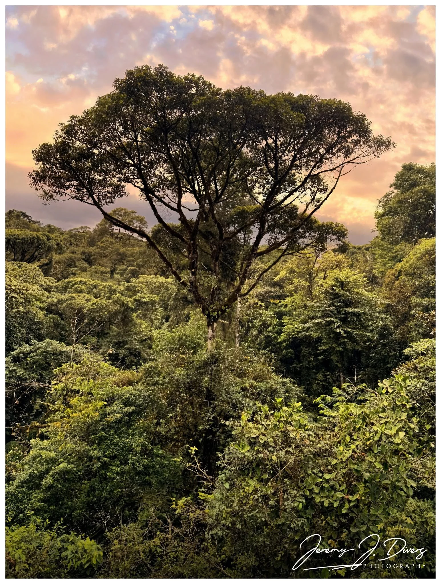 "The Heart of the Jungle" Braulio Carrillo National Park, Costa Rica