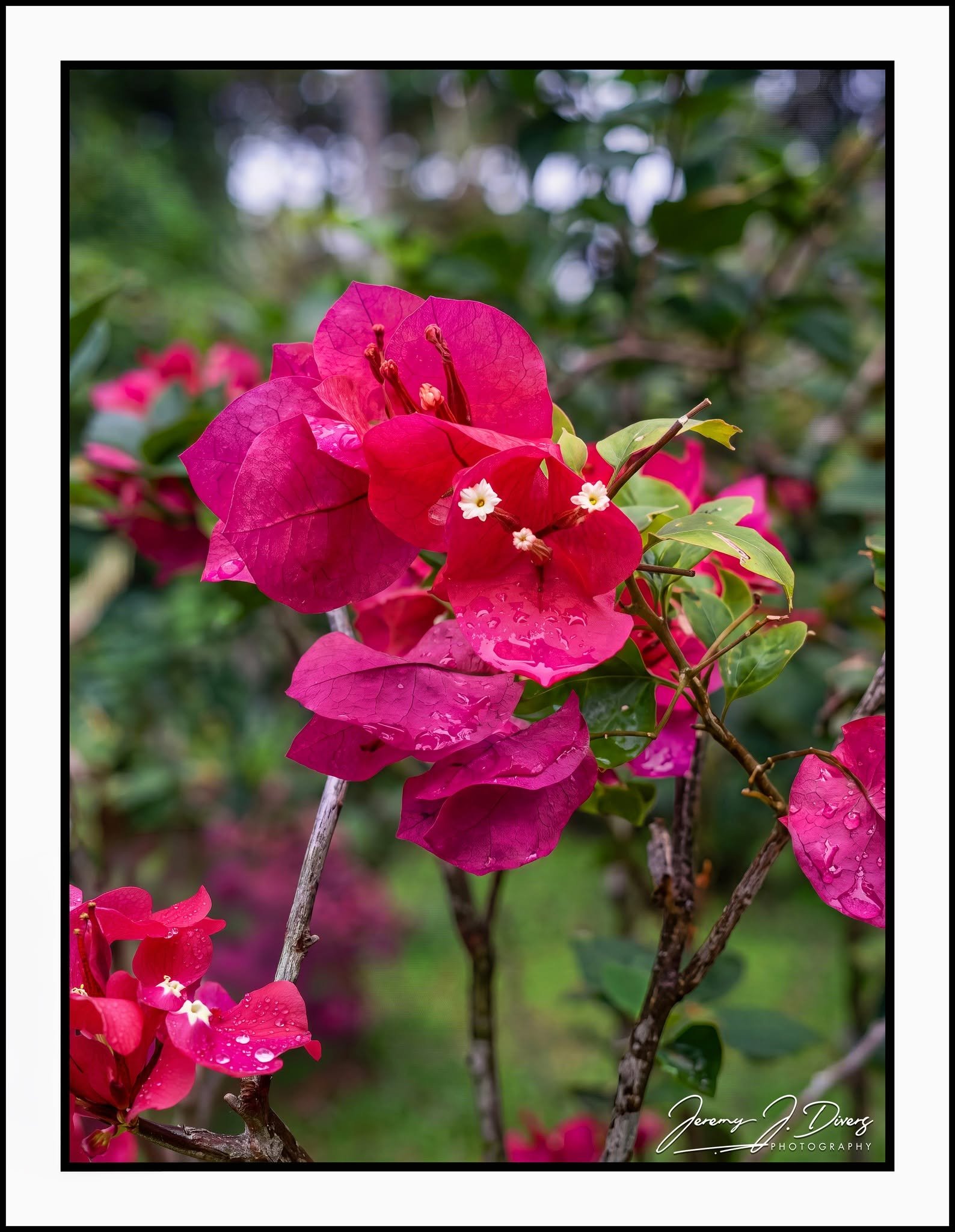"Bougainvillea" (B) Costa Rica