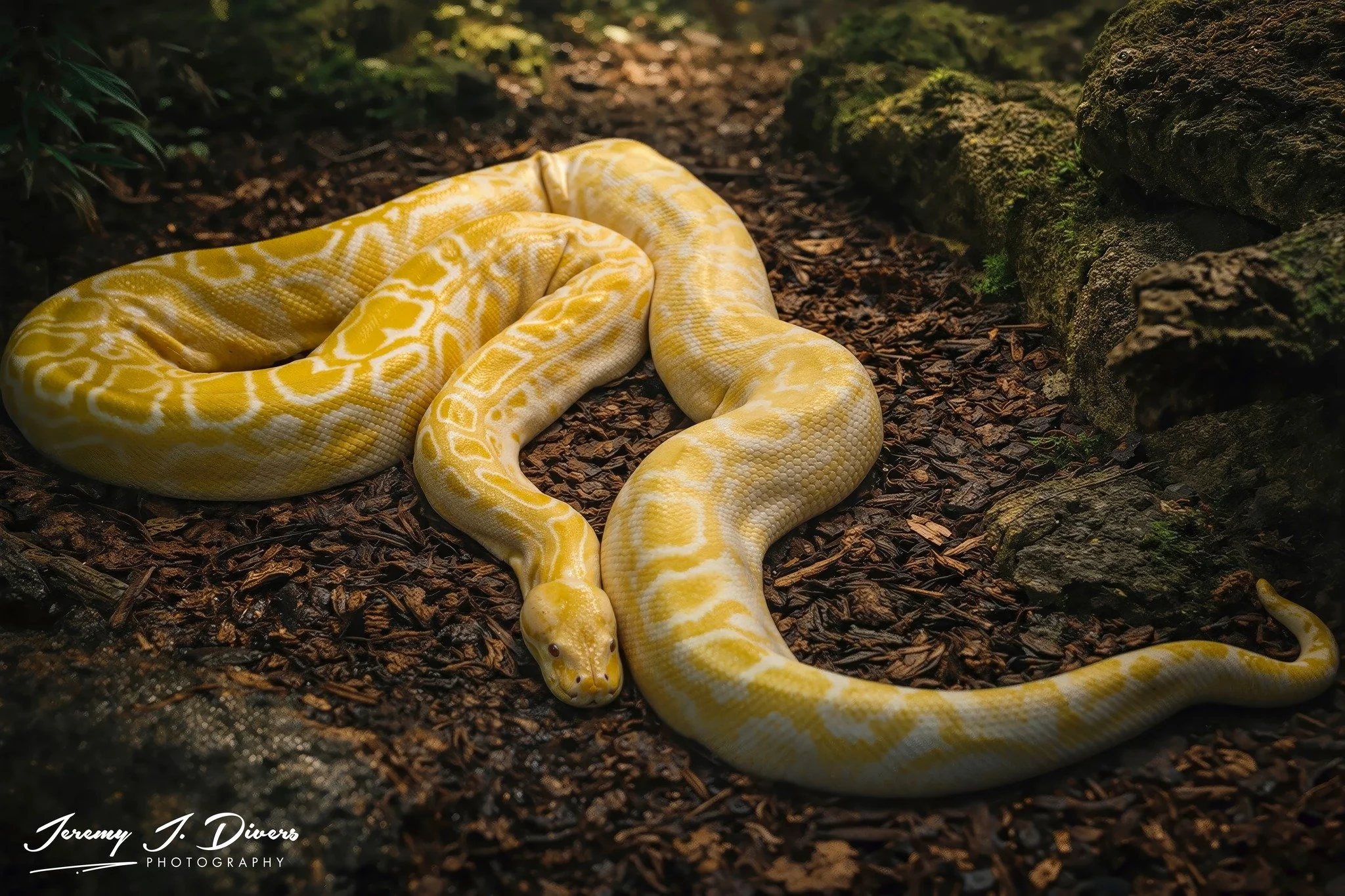 "Albino Burmese Python" San Diego Zoo, California