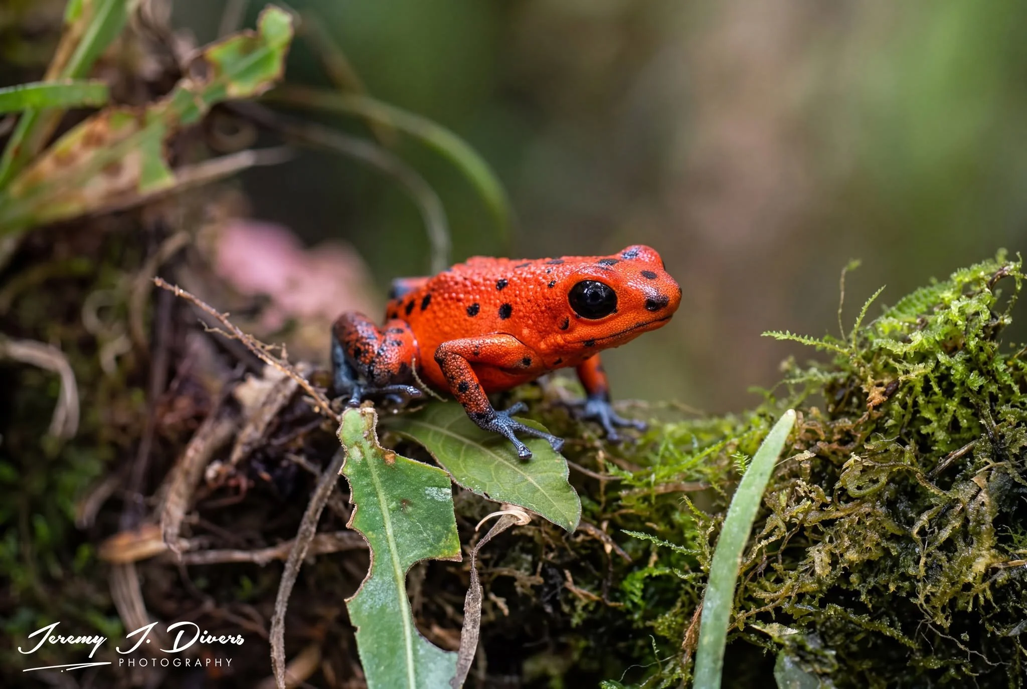 "Blue Jeans Frog" strawberry poison dart frog, Tirimbina Biological Reserve, Sarapiquí, Costa Rica