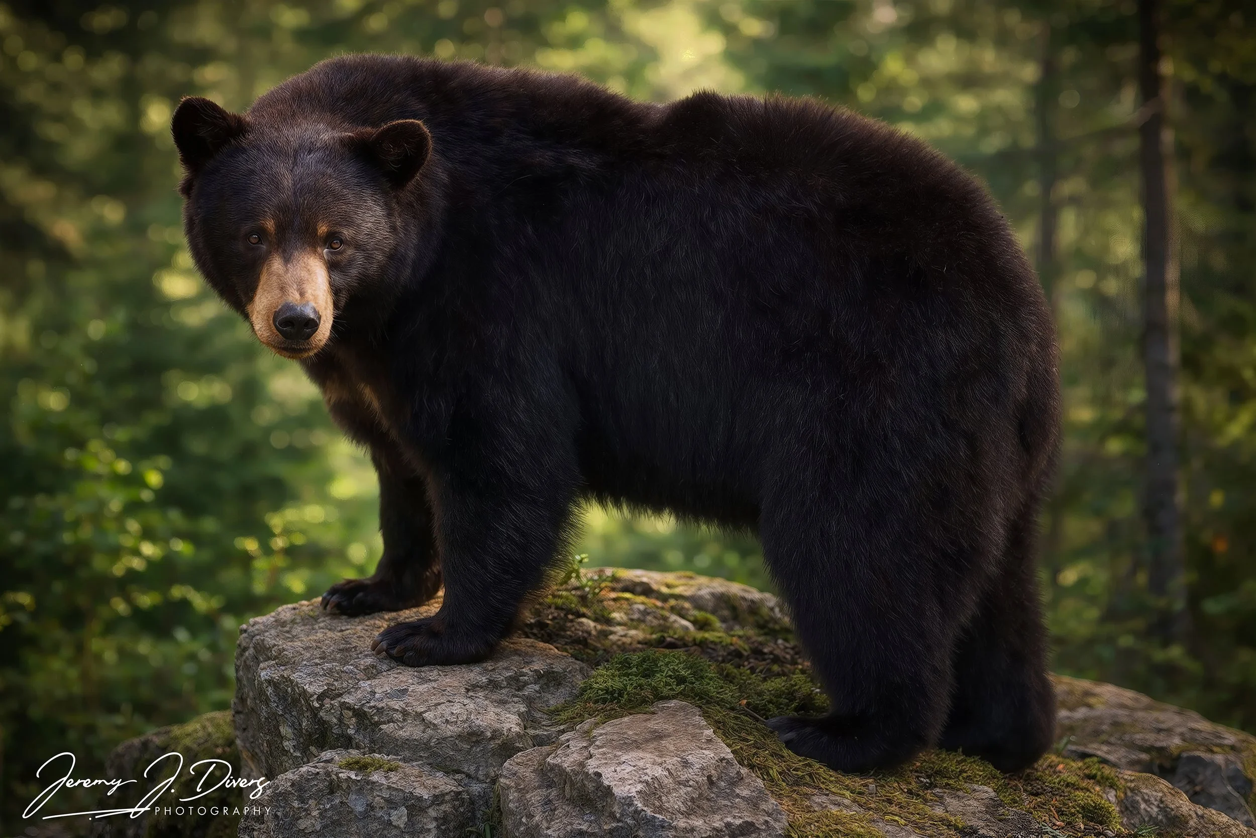"Curious Black Bear"