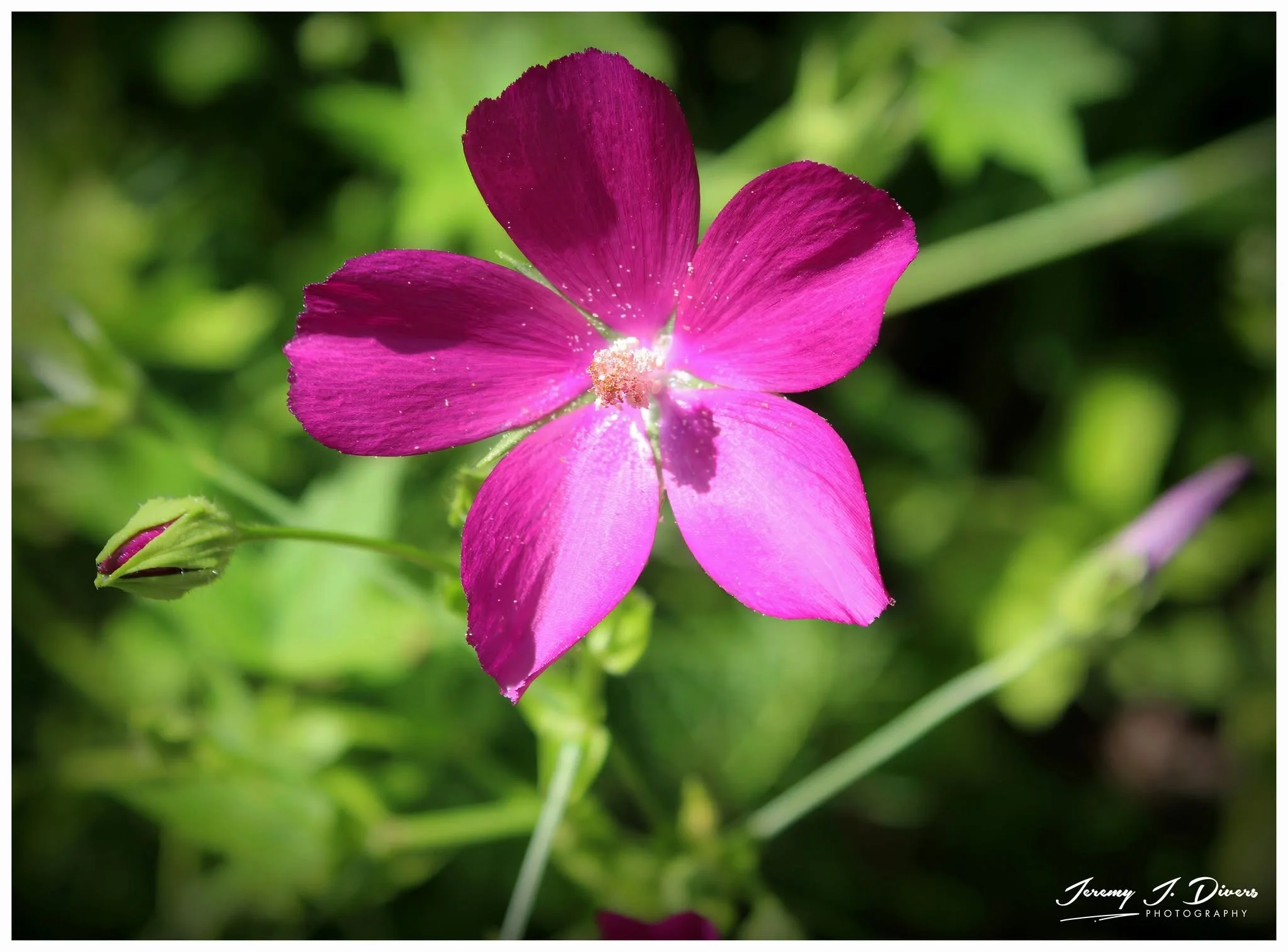 "Purple Poppy-Mallow" Shaw Nature Reserve, Gray Summit, MO