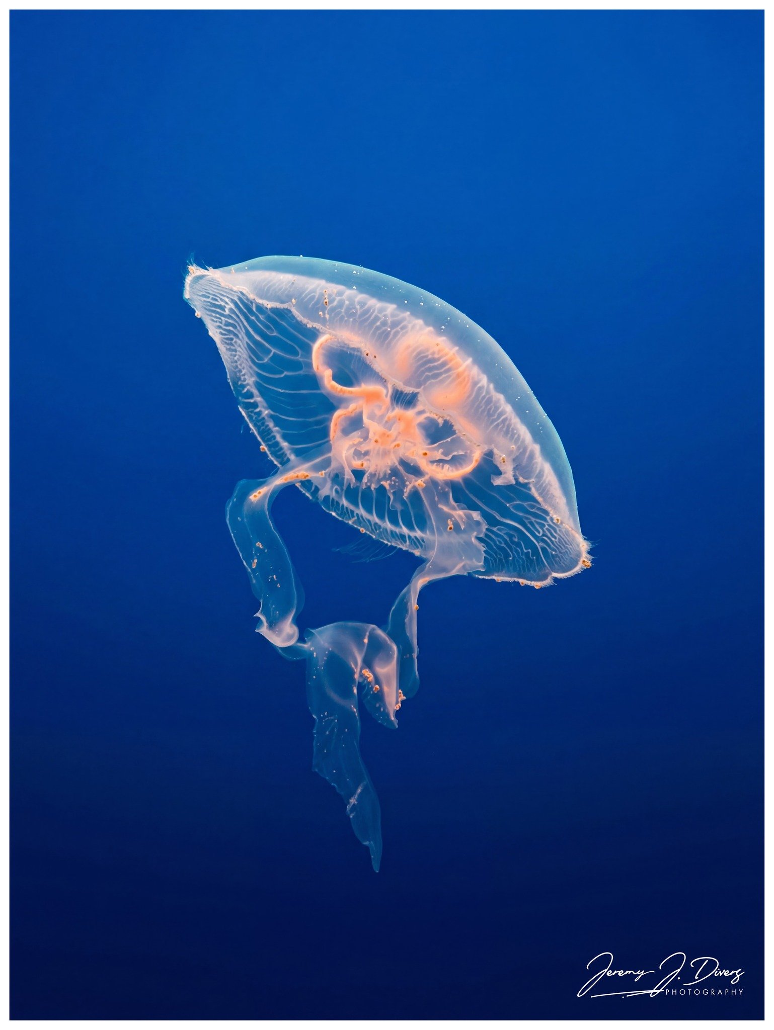 Moon Jellyfish (D)