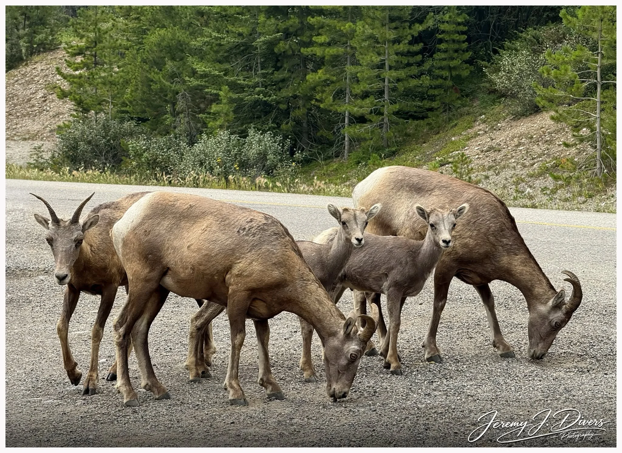"Bighorn Sheep of Banff" (C) Banff National Park, Alberta, Canada