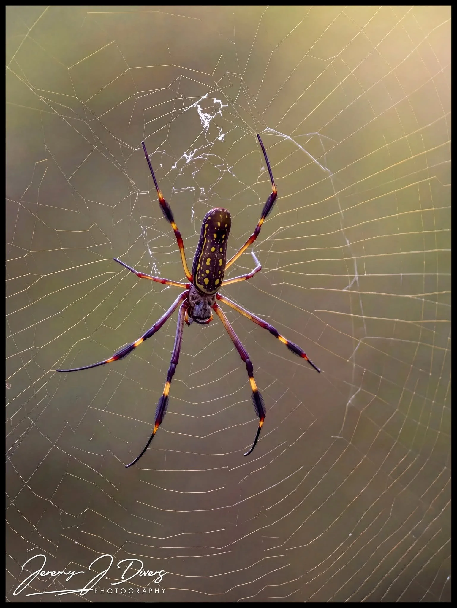 "Golden Silk Orb-weaver" (C) Arenal Region, Costa Rica