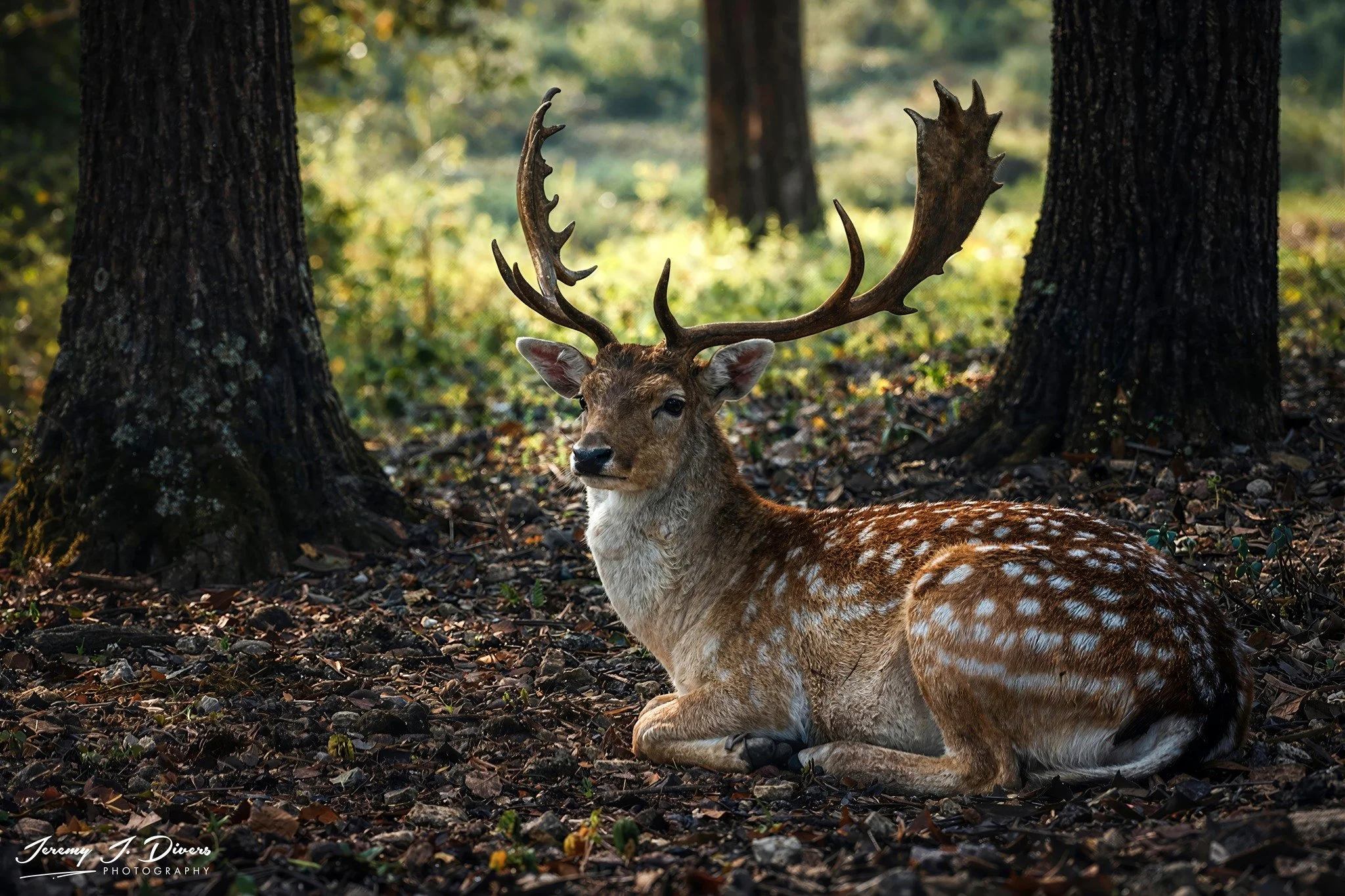 "Forest King at Rest" Branson Animal Safari