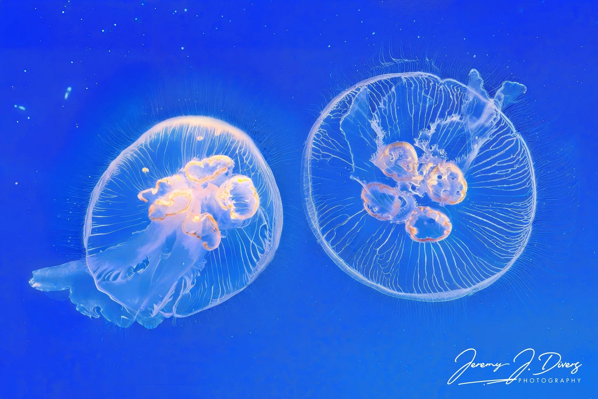 Moon Jellyfish (C)