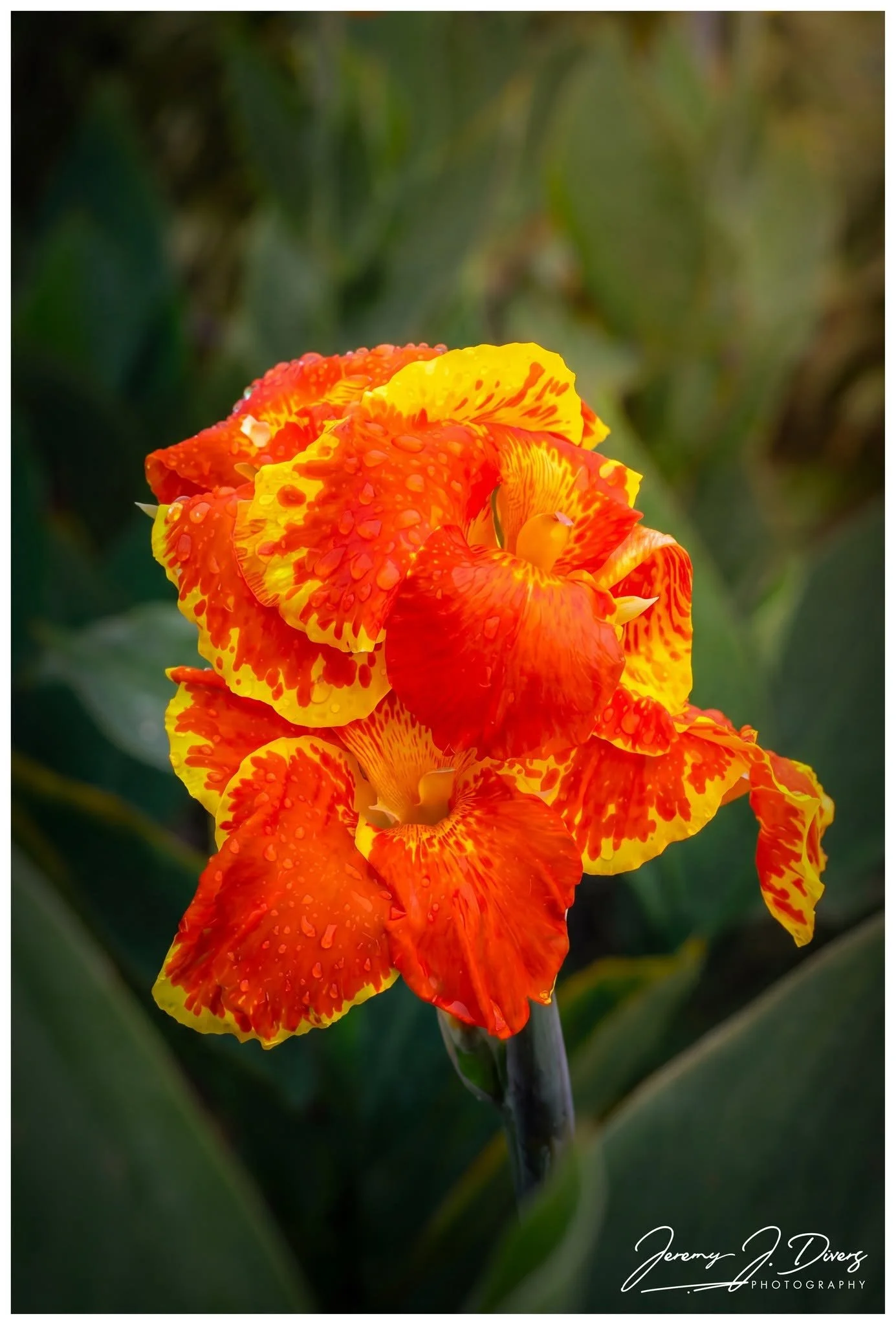 "Yellow King Humbert Canna Lily" Parque de La Fortuna, Costa Rica