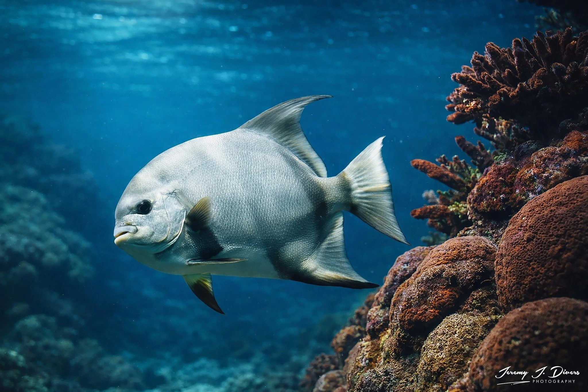 Atlantic Spadefish (A)