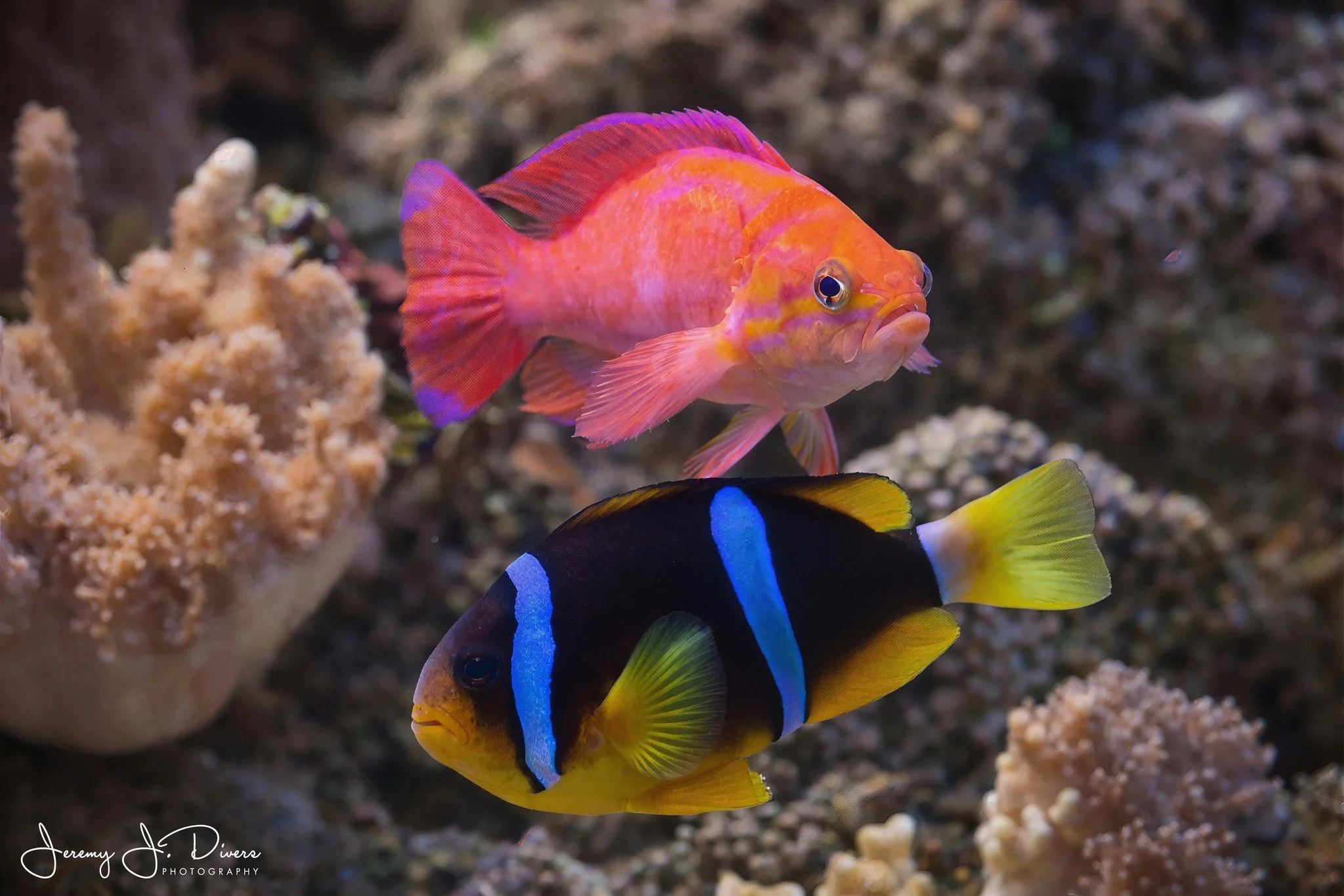 Bimaculatus Anthias and Chrysopterus Clownfish