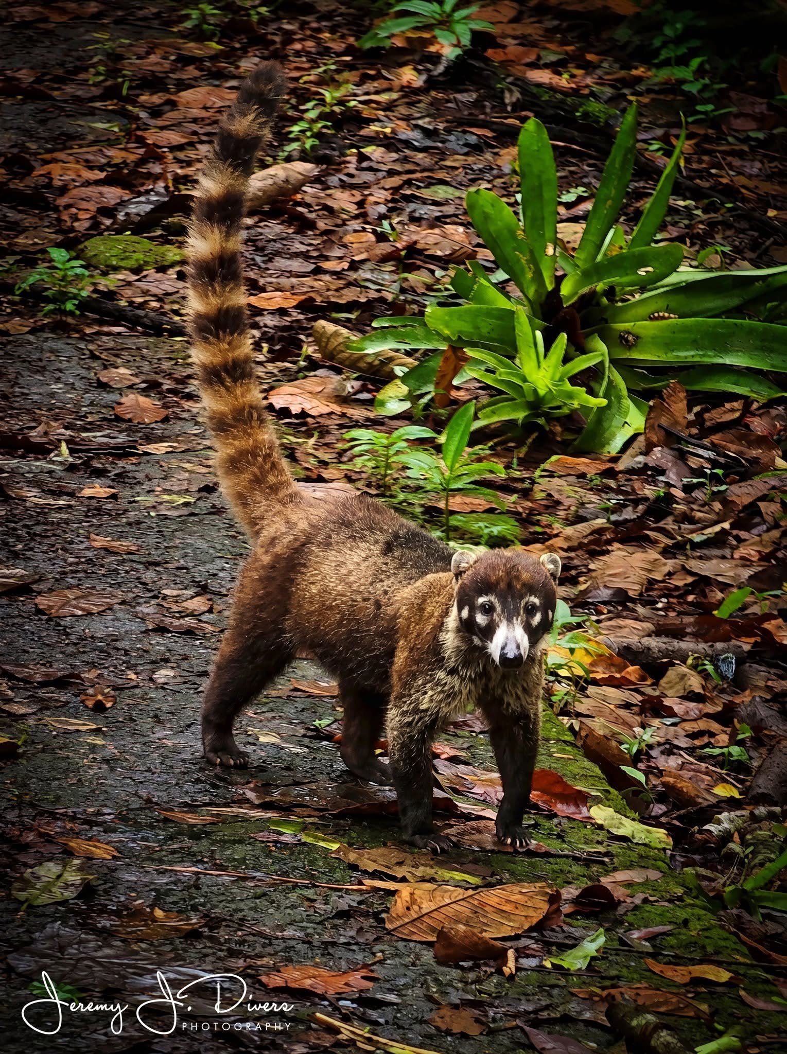 "White-nosed Coati" Tirimbina Biological Reserve, Costa Rica