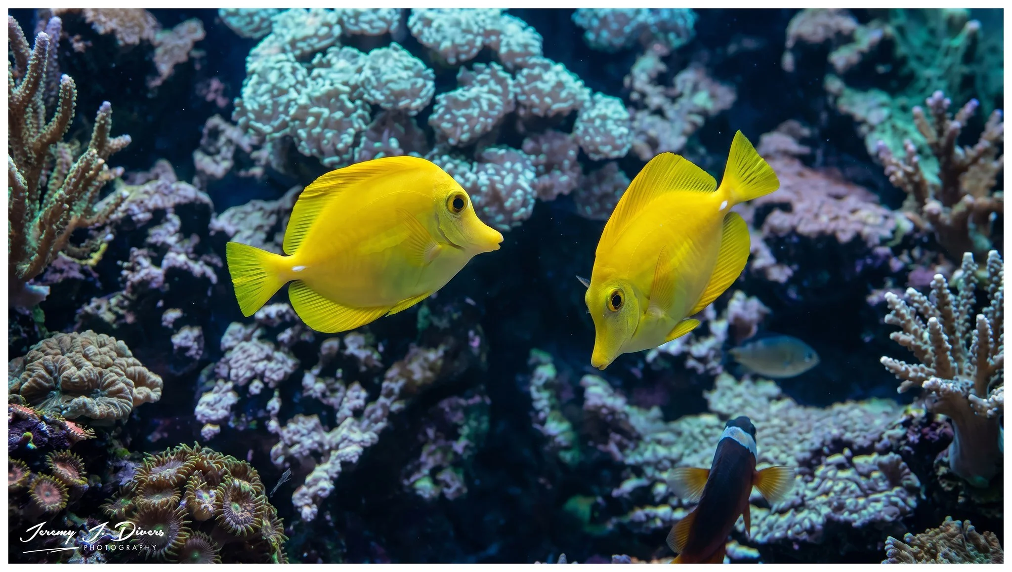Yellow Tang (C)