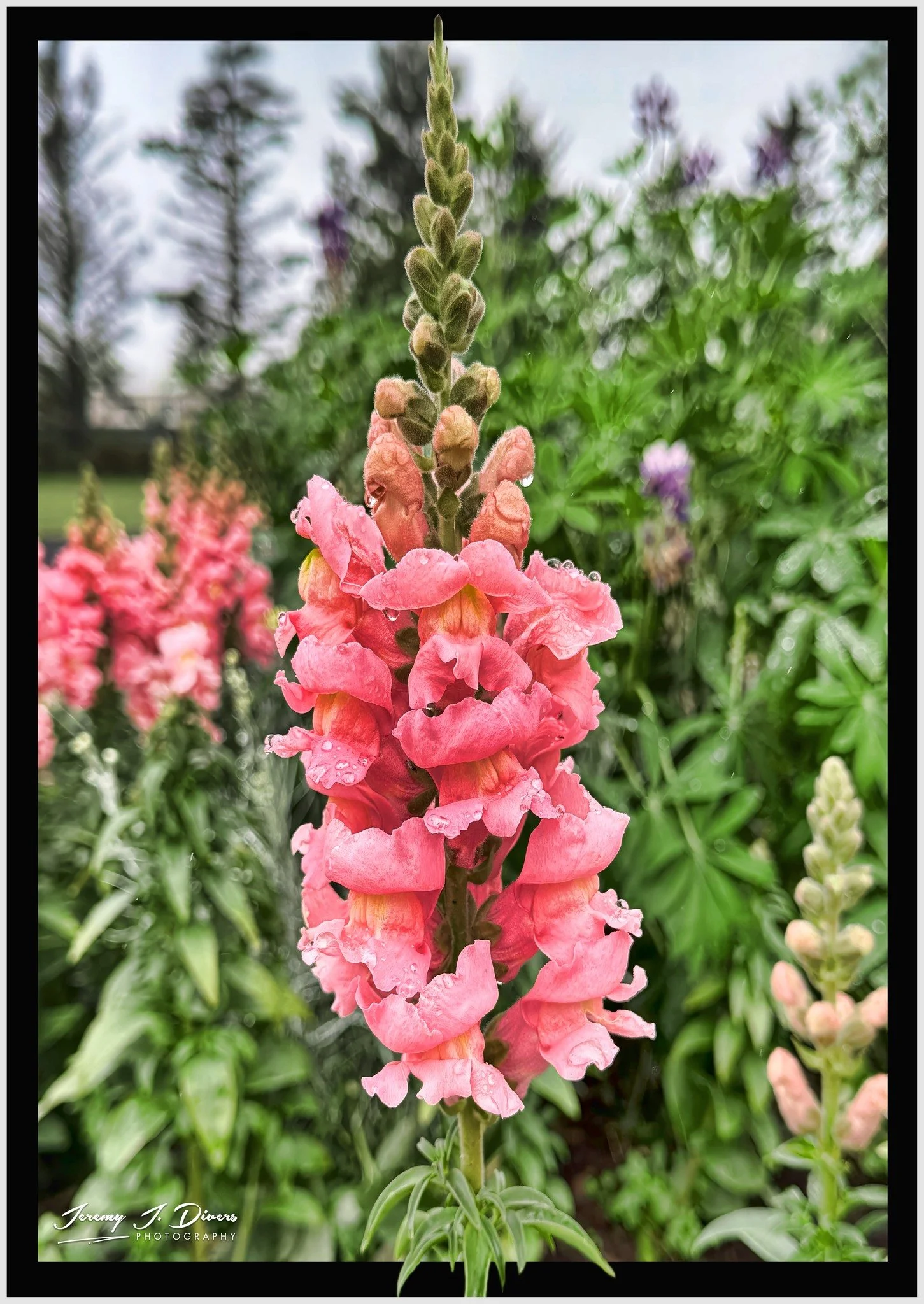 "Pink Snapdragon" Reykjavik, Iceland