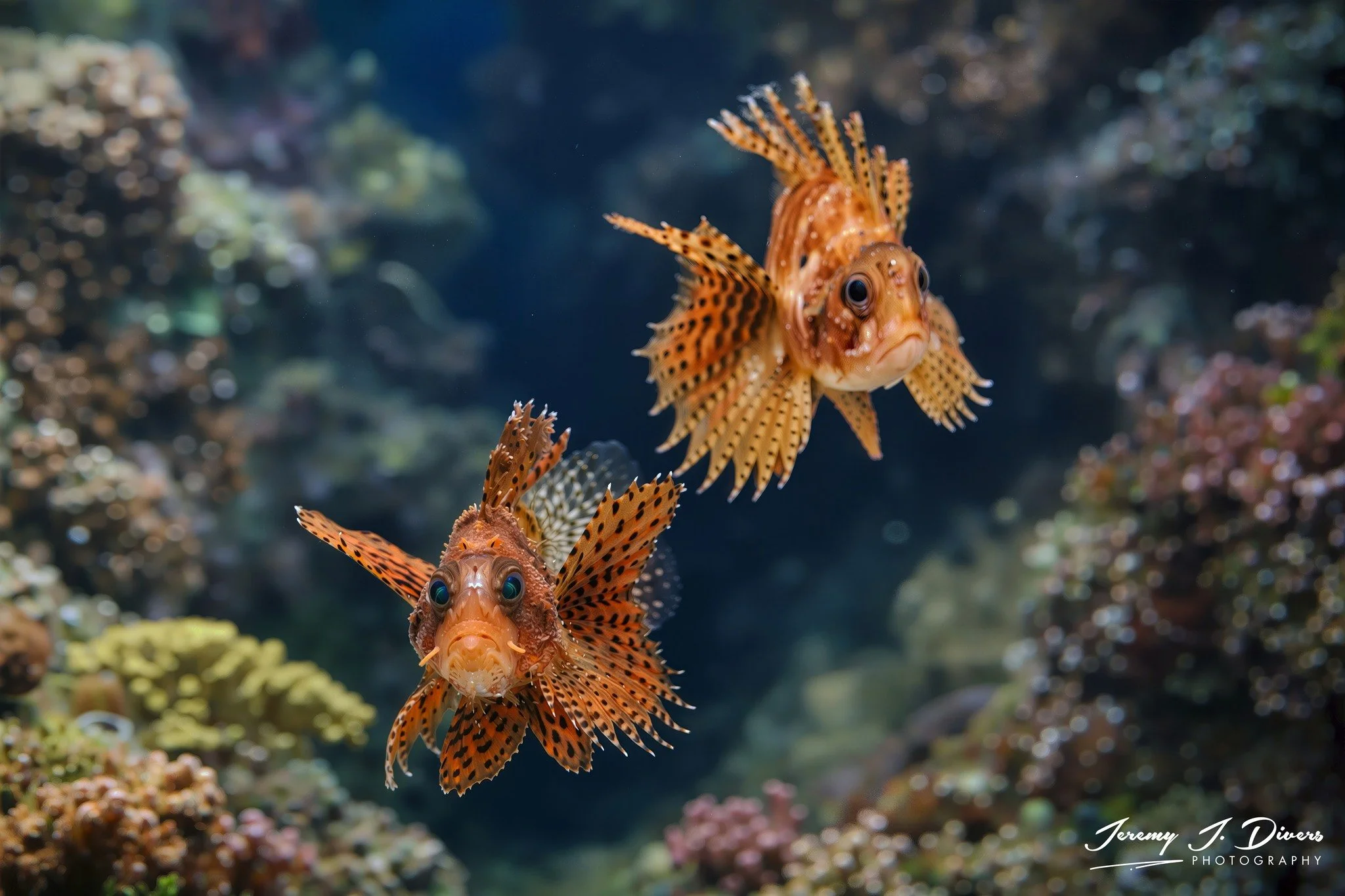 Fuzzy Dwarf Lionfish (A)