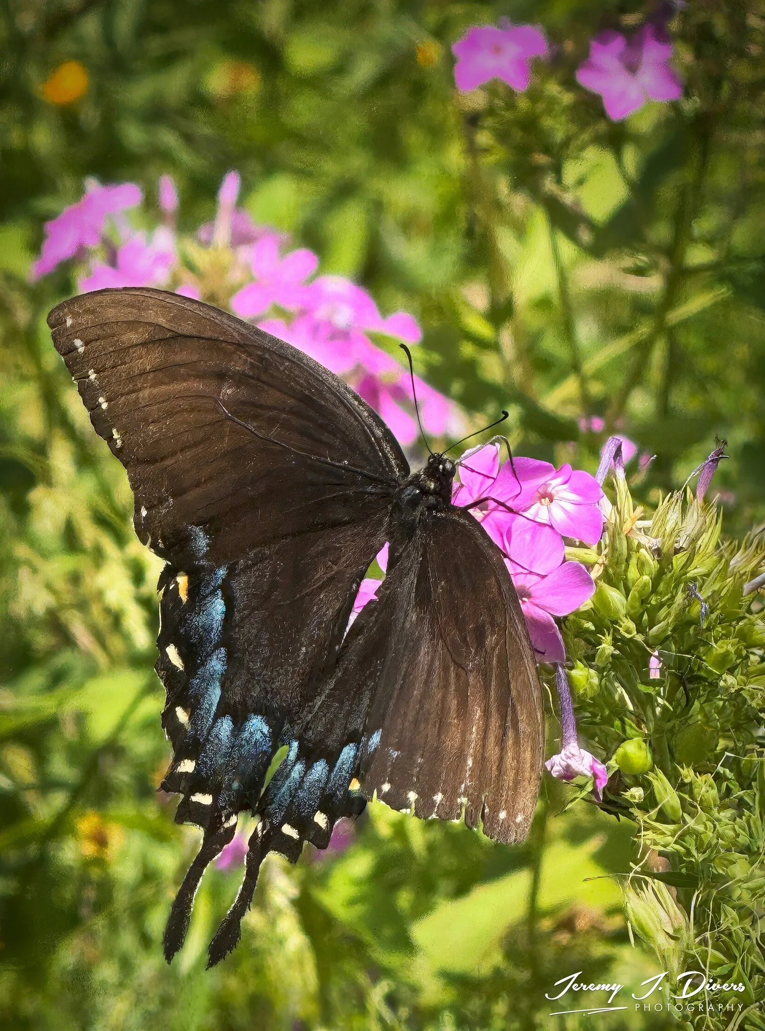 "Swallowtail Butterfly" Shaw Nature Reserve, Gray Summit, Missouri