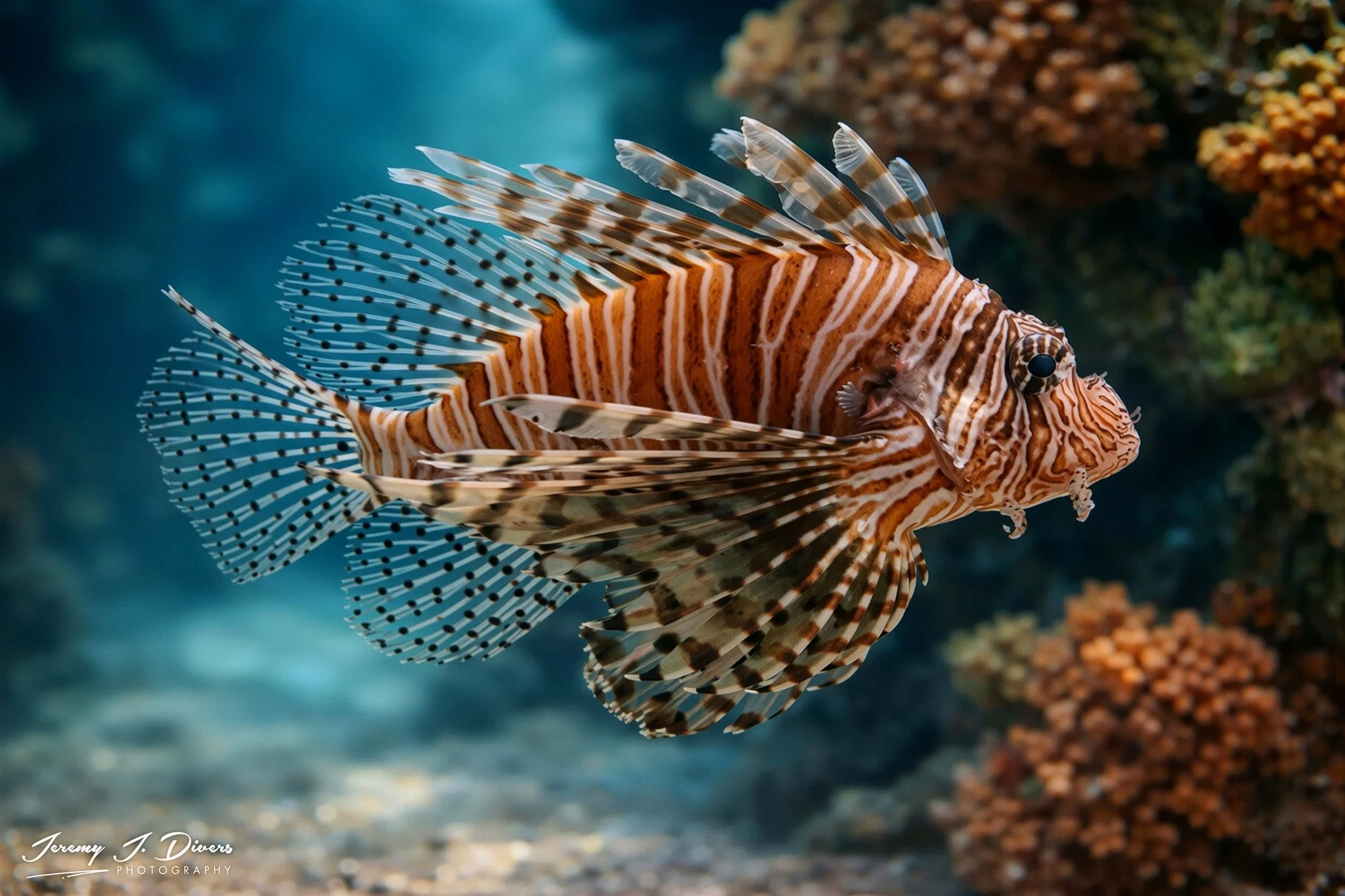 Lionfish (A)
