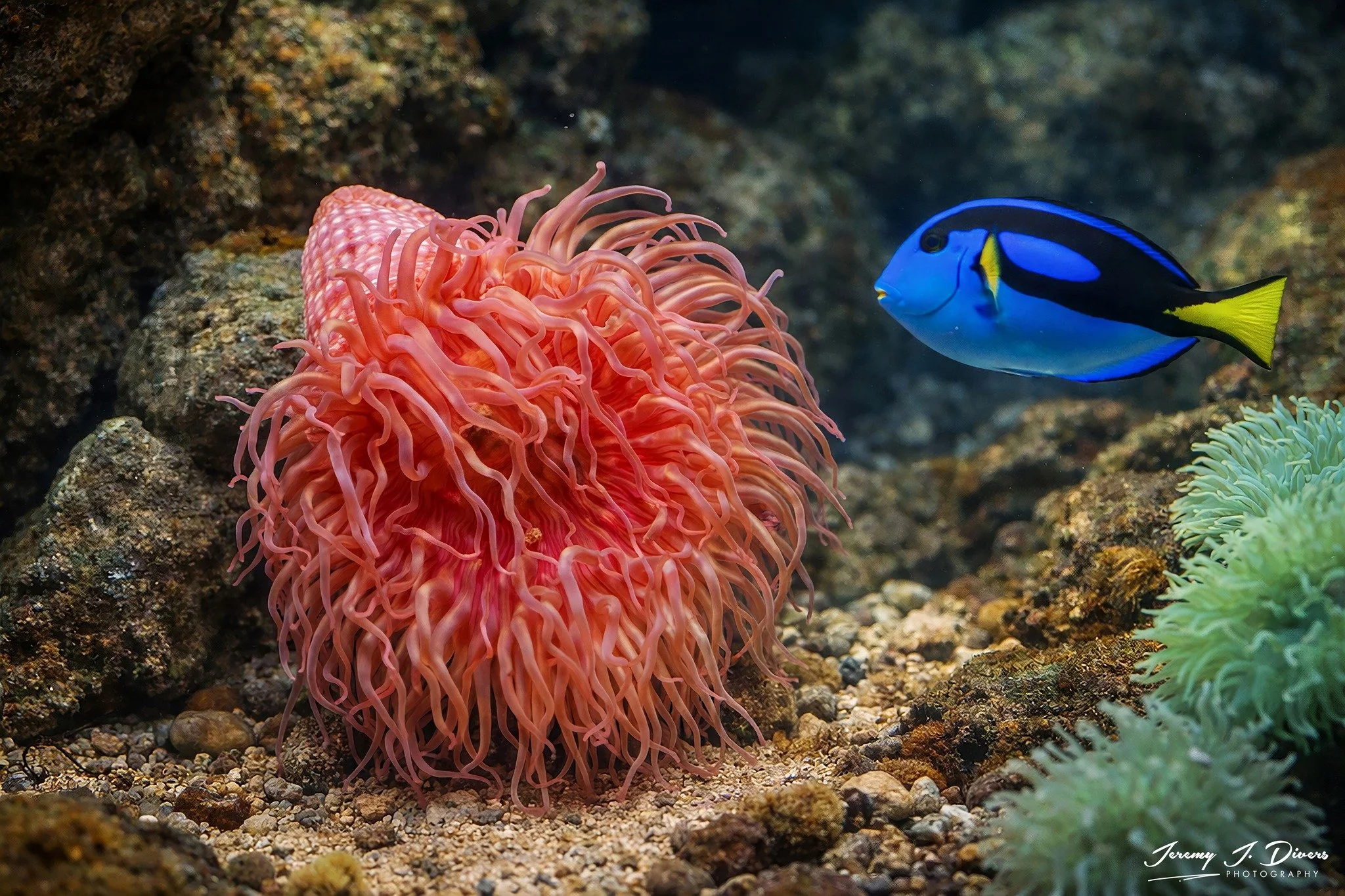 Sea Anemone and Blue Tang