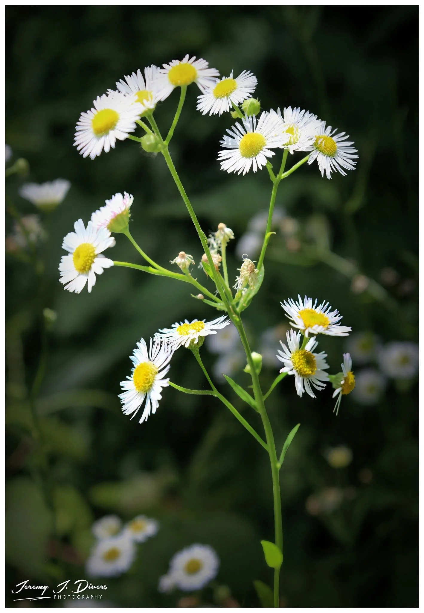 "Fleabane" Shaw Nature Reserve, Gray Summit, MO