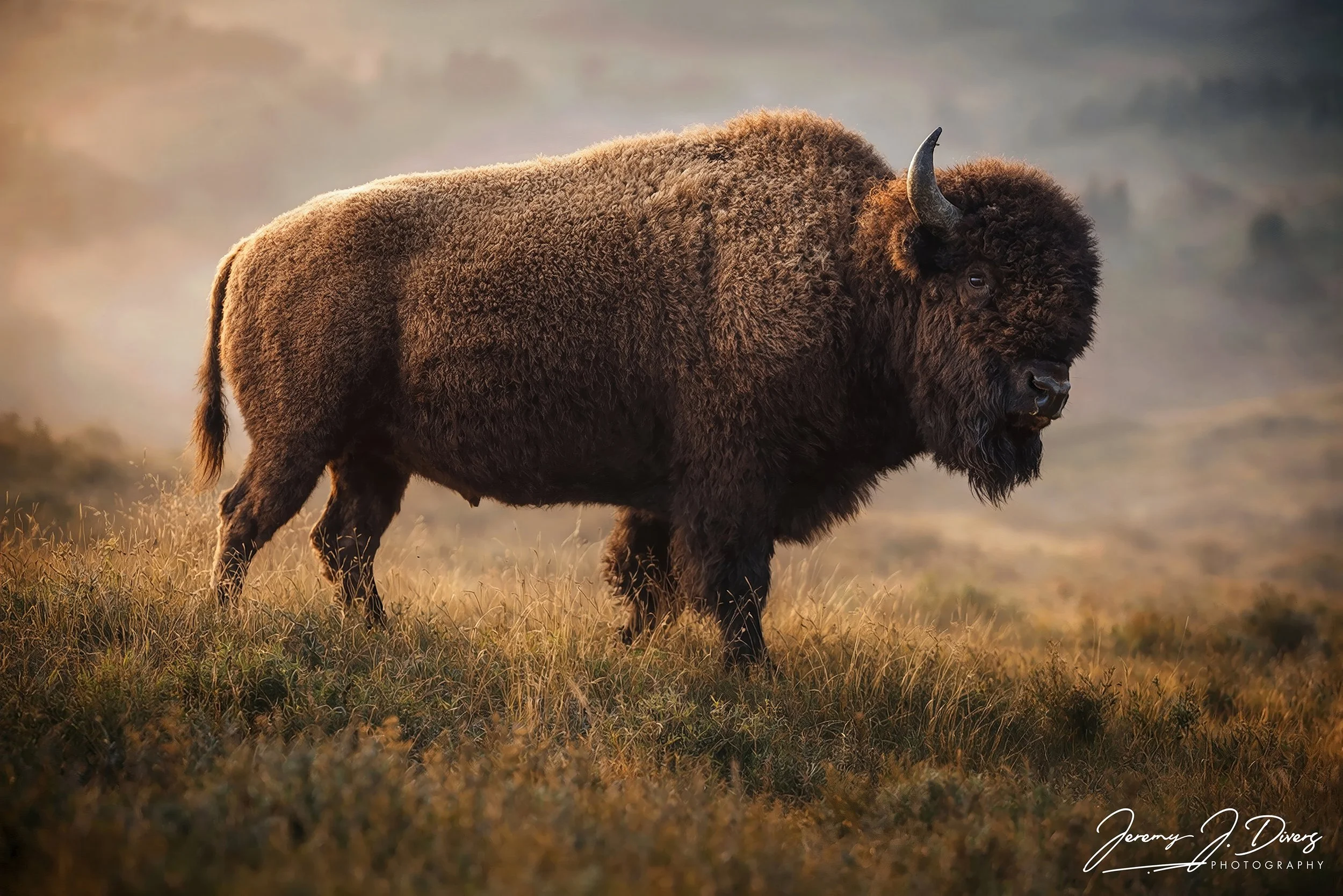 "Bison in the Mist"