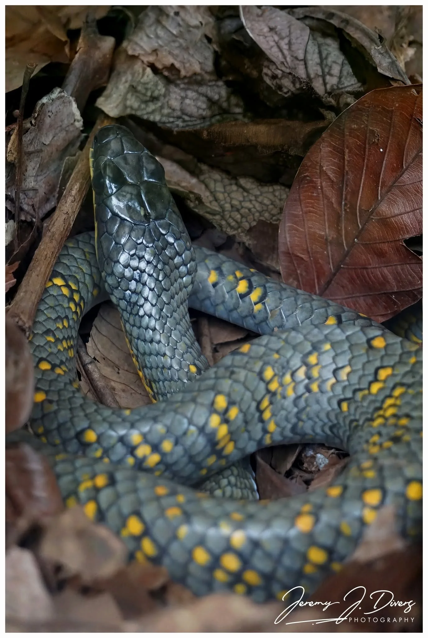 "Neotropical Bird Snake" Tirimbina Biological Reserve, Sarapiquí, Costa Rica