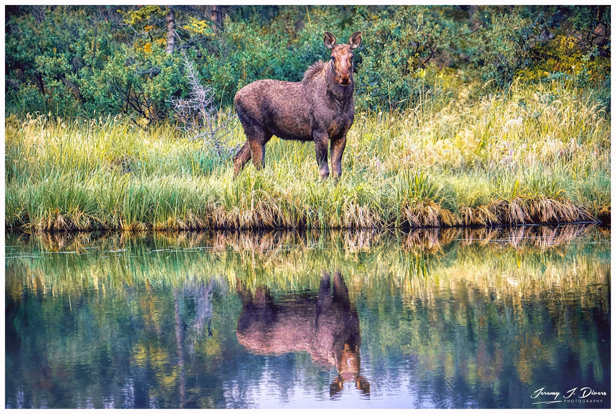"Mirror Moose" Denali National Park, Alaska