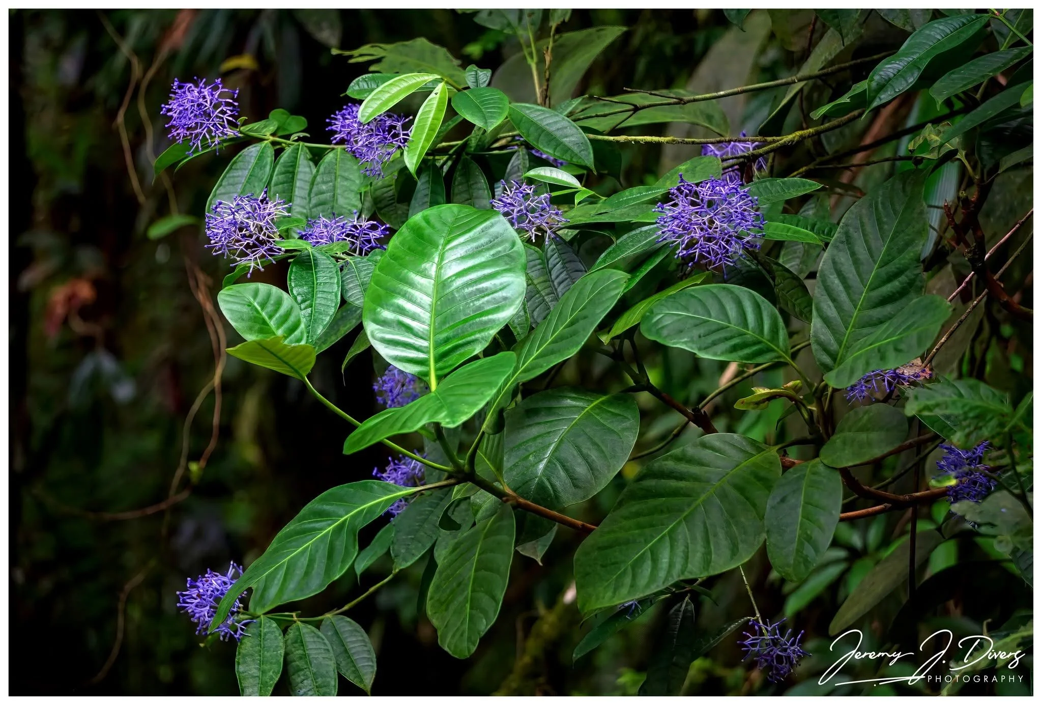 "The Purple Wreath" Braulio Carrillo National Park, Costa Rica