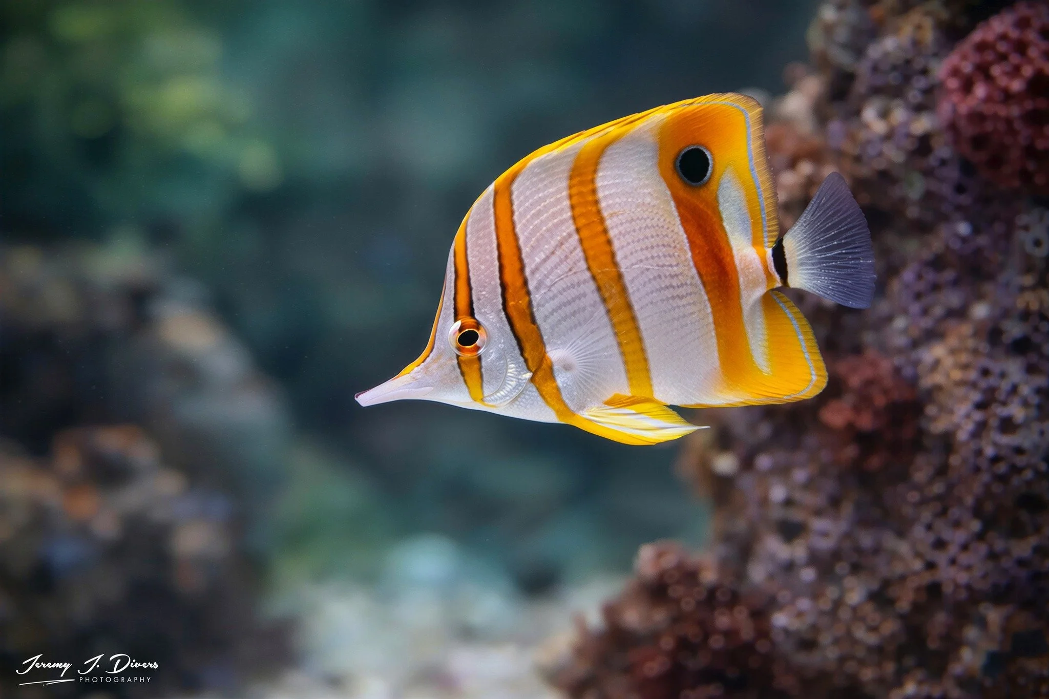  Copperband Butterflyfish (B)