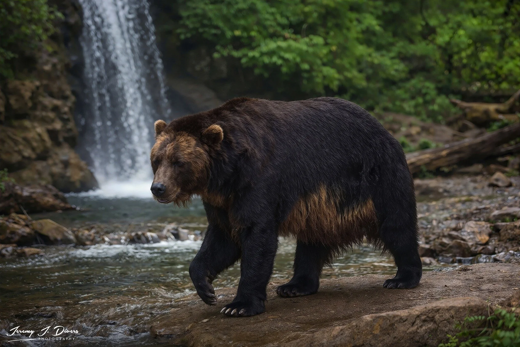 "Coastal Brown Bear" San Diego Zoo, California