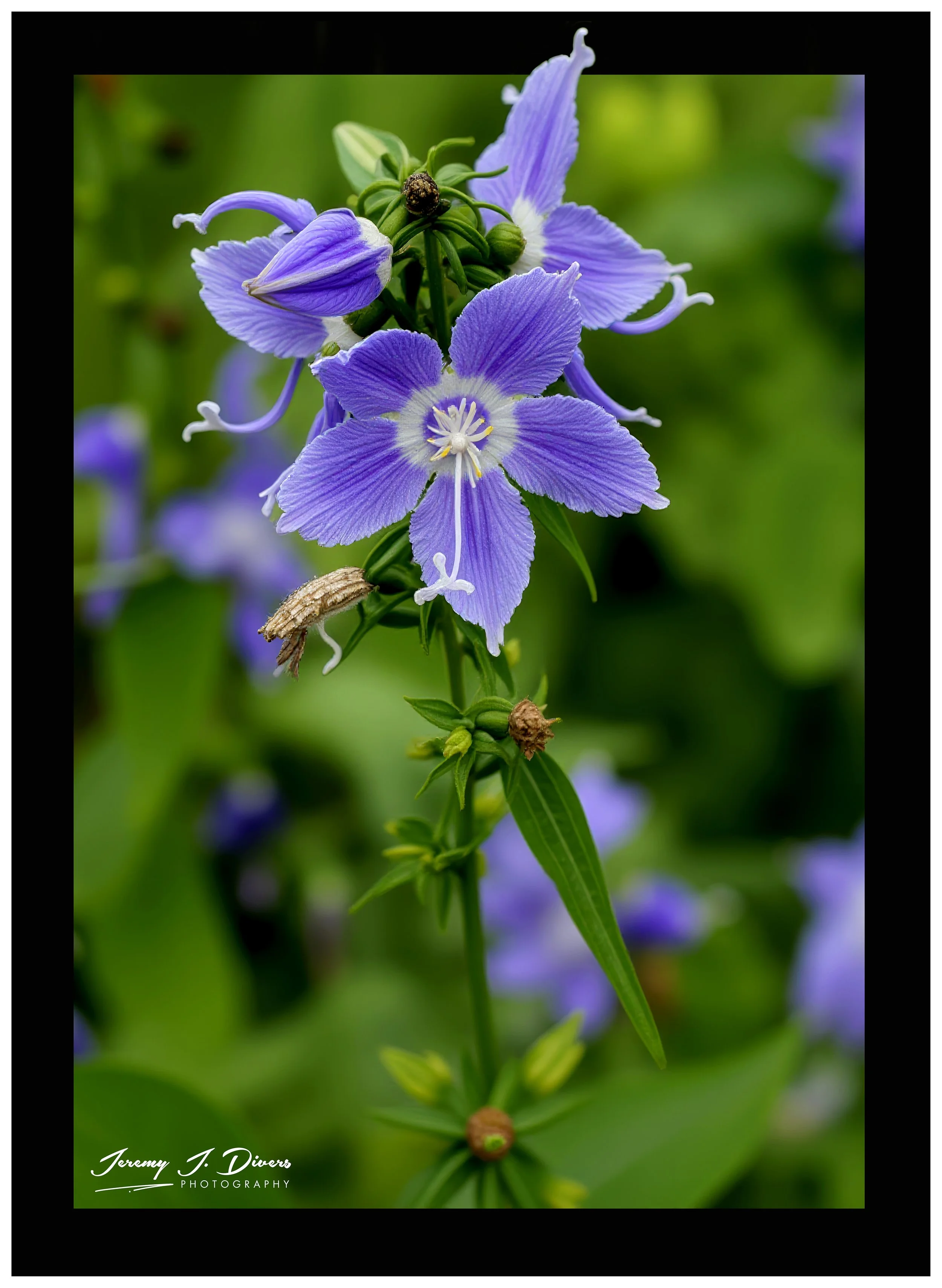 "American Bellflower" Shaw Nature Reserve, Gray Summit, Missouri