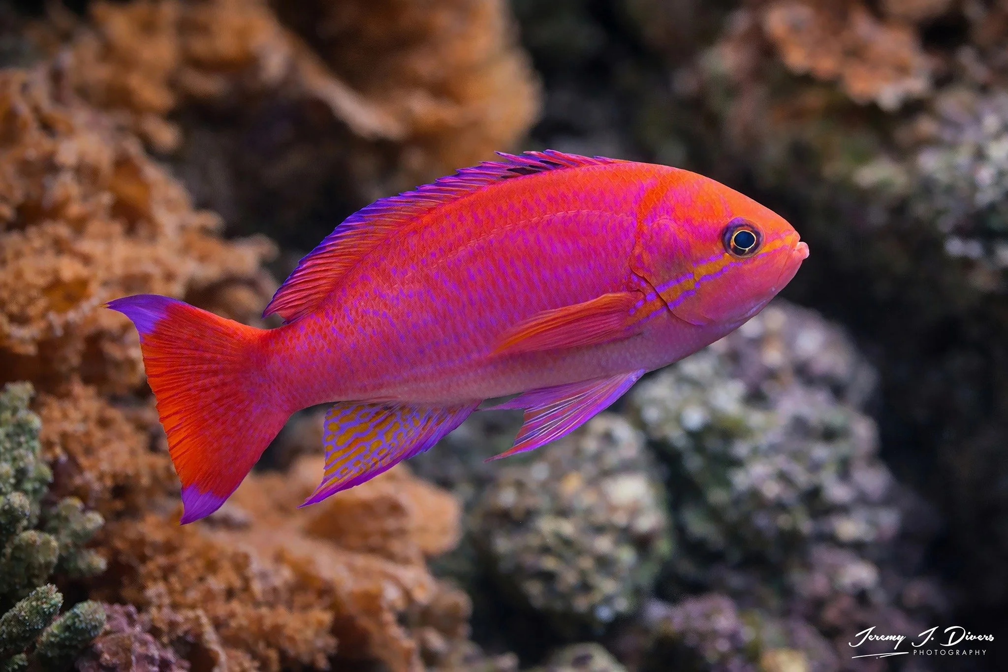 Randall's Anthias