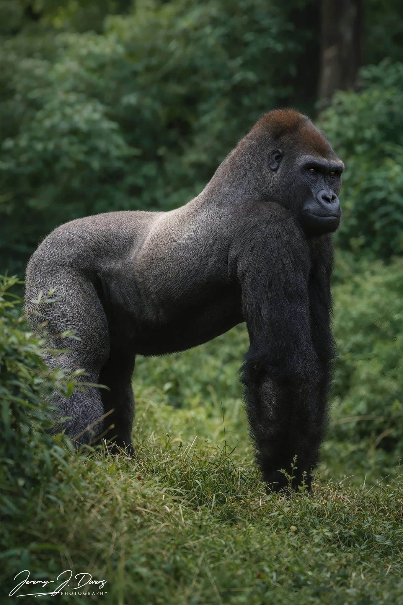 "The Silverback" San Diego Zoo, California