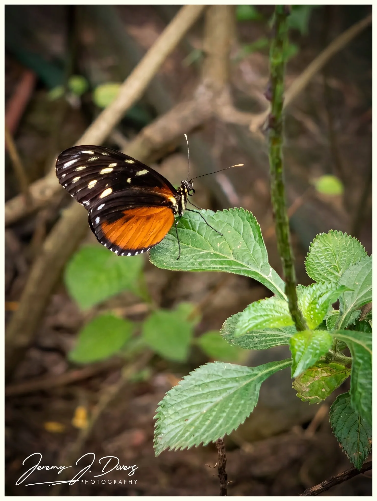 "Tiger Longwing" Catarata Ecolodge, Arenal Region, Costa Rica