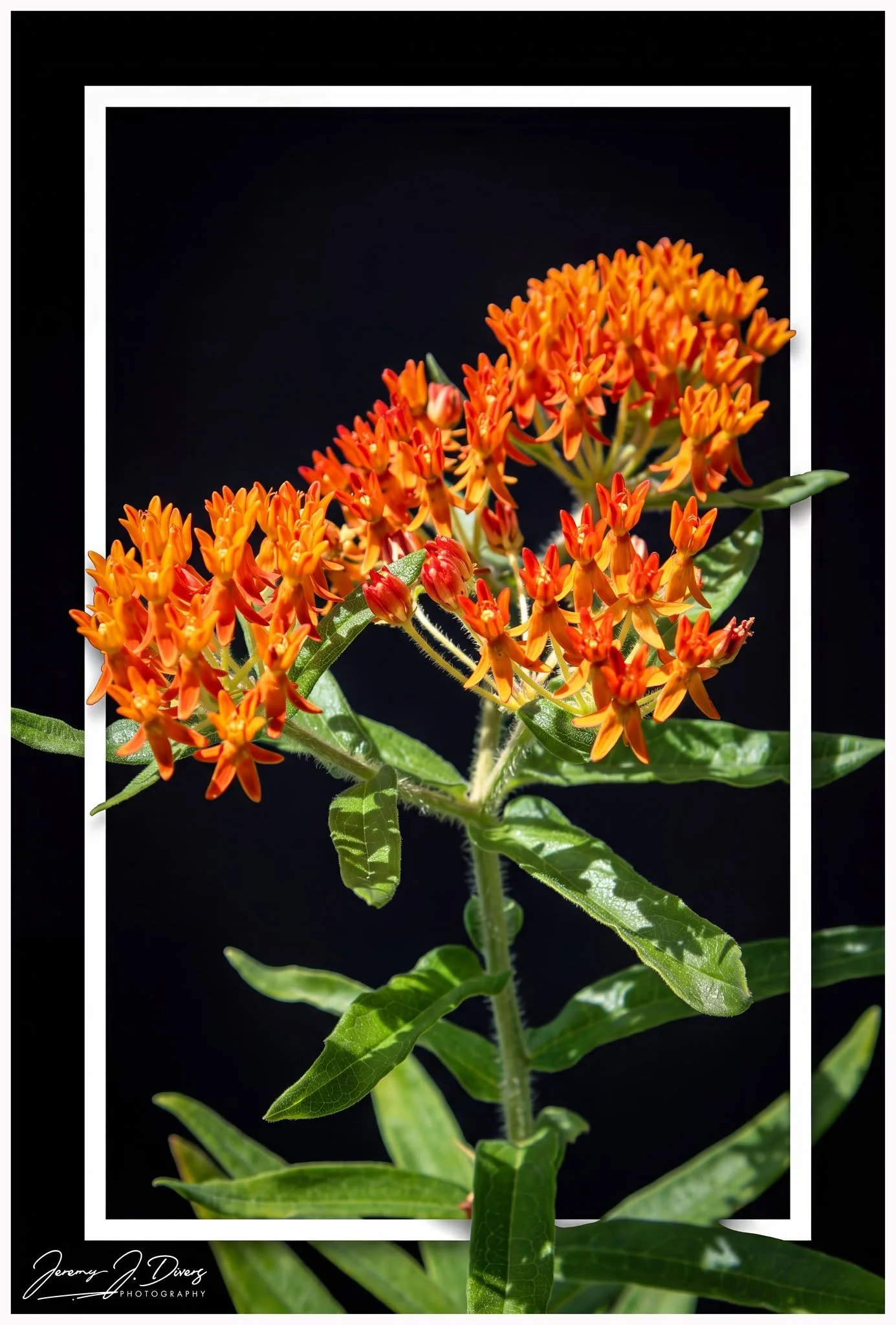 "Behold the Amazing Butterfly Weed" Shaw Nature Reserve, Gray Summit, MO