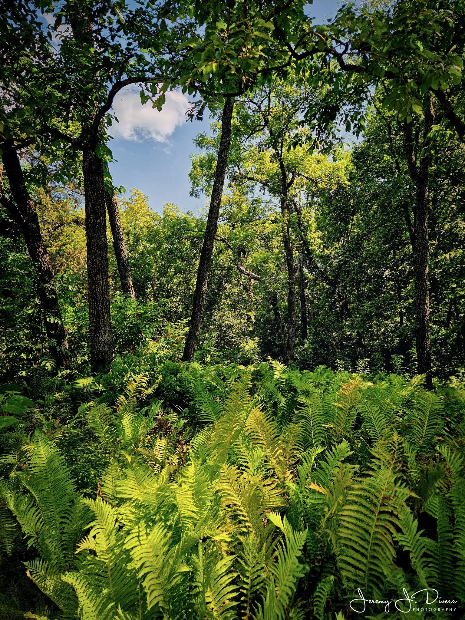 "From Within the Ferns" Shaw Nature Reserve, Gray Summit, MO