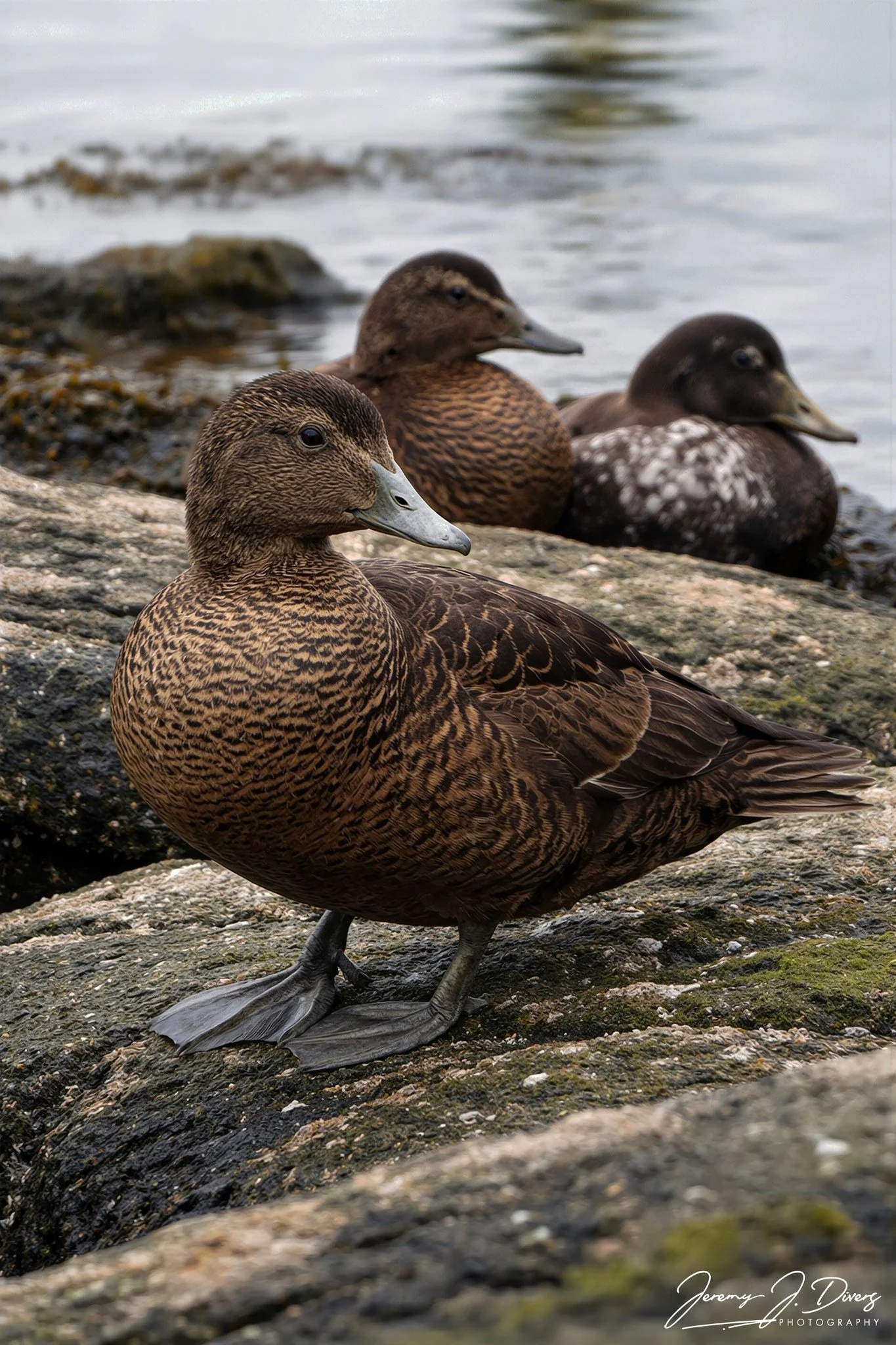 "Eider Ducks" Tórshavn, Faroe Islands