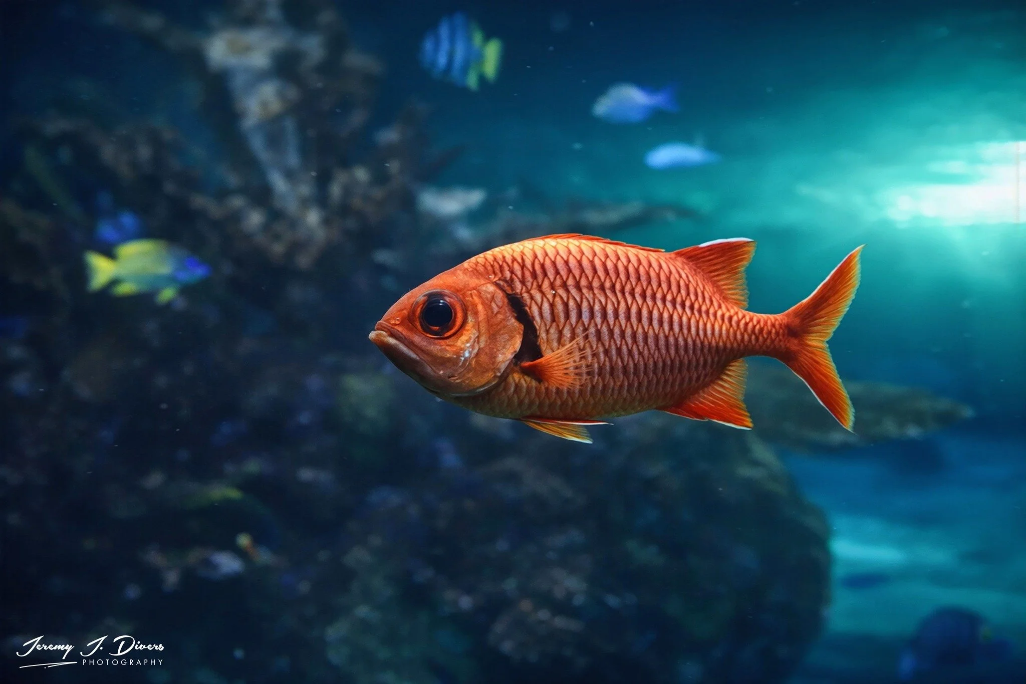 Bigscale Soldierfish