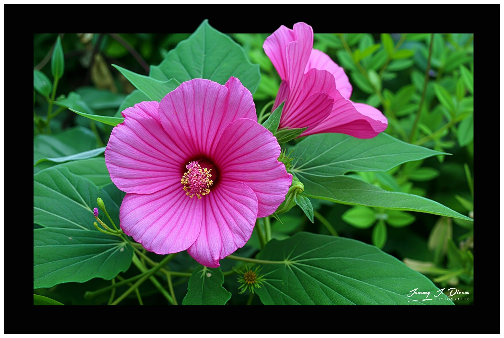 "Hardy Hibiscus" Shaw Nature Reserve, Gray Summit, Missouri