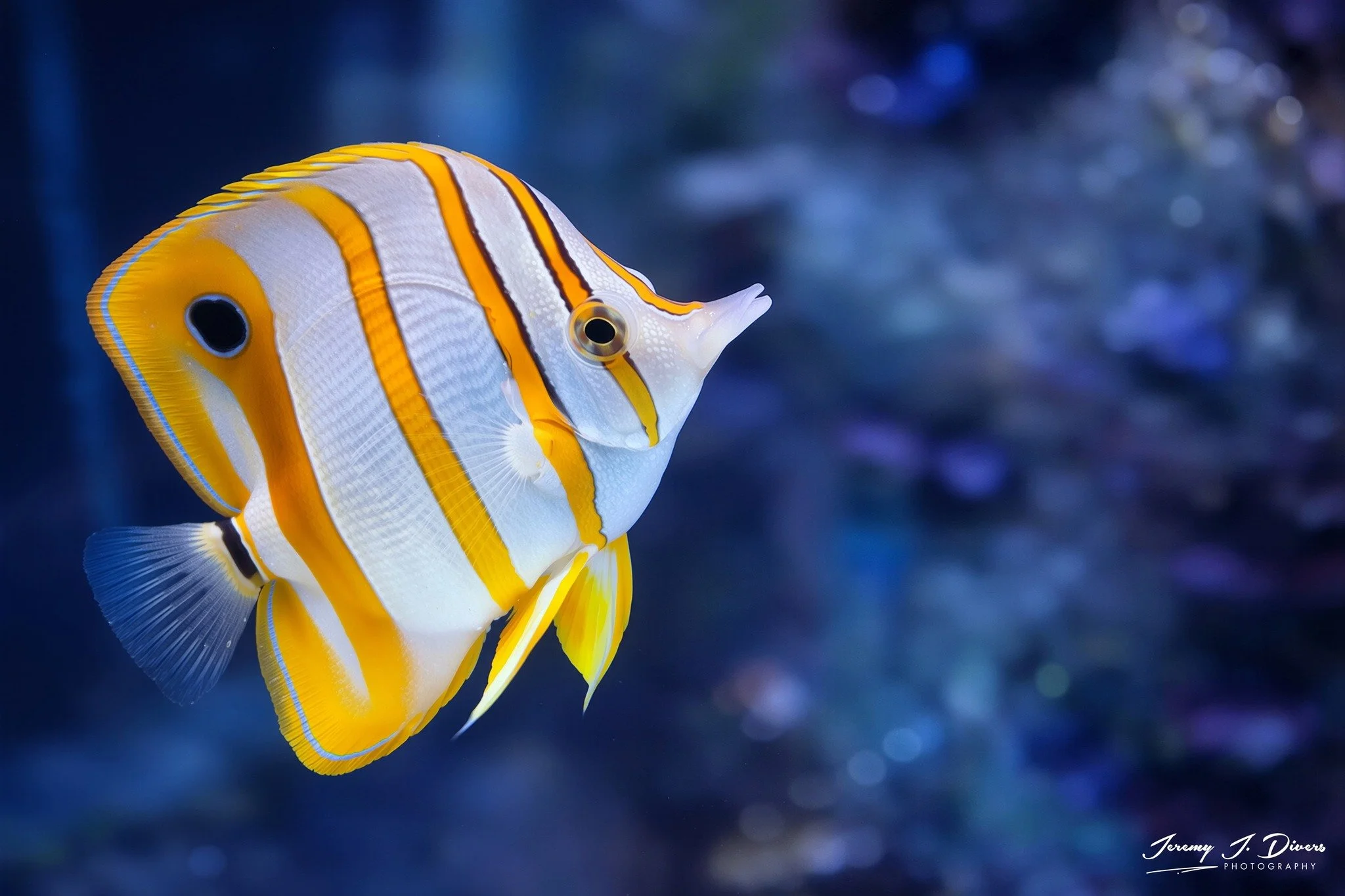  Copperband Butterflyfish (A)