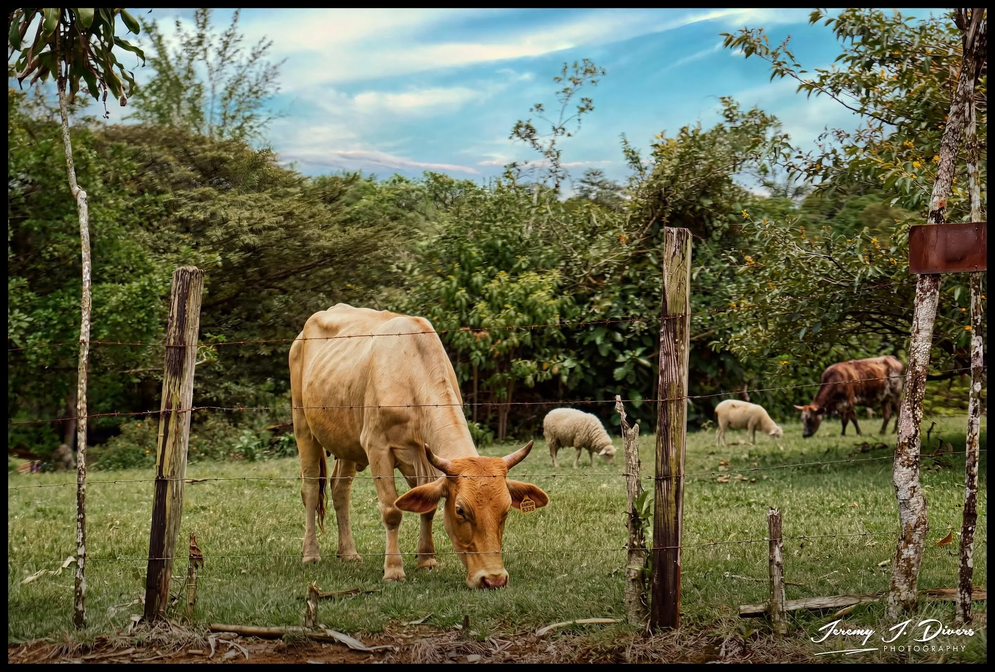 "Pastures of Pura Vida" Calle Rancho Chico, Sarapiquí, Costa Rica
