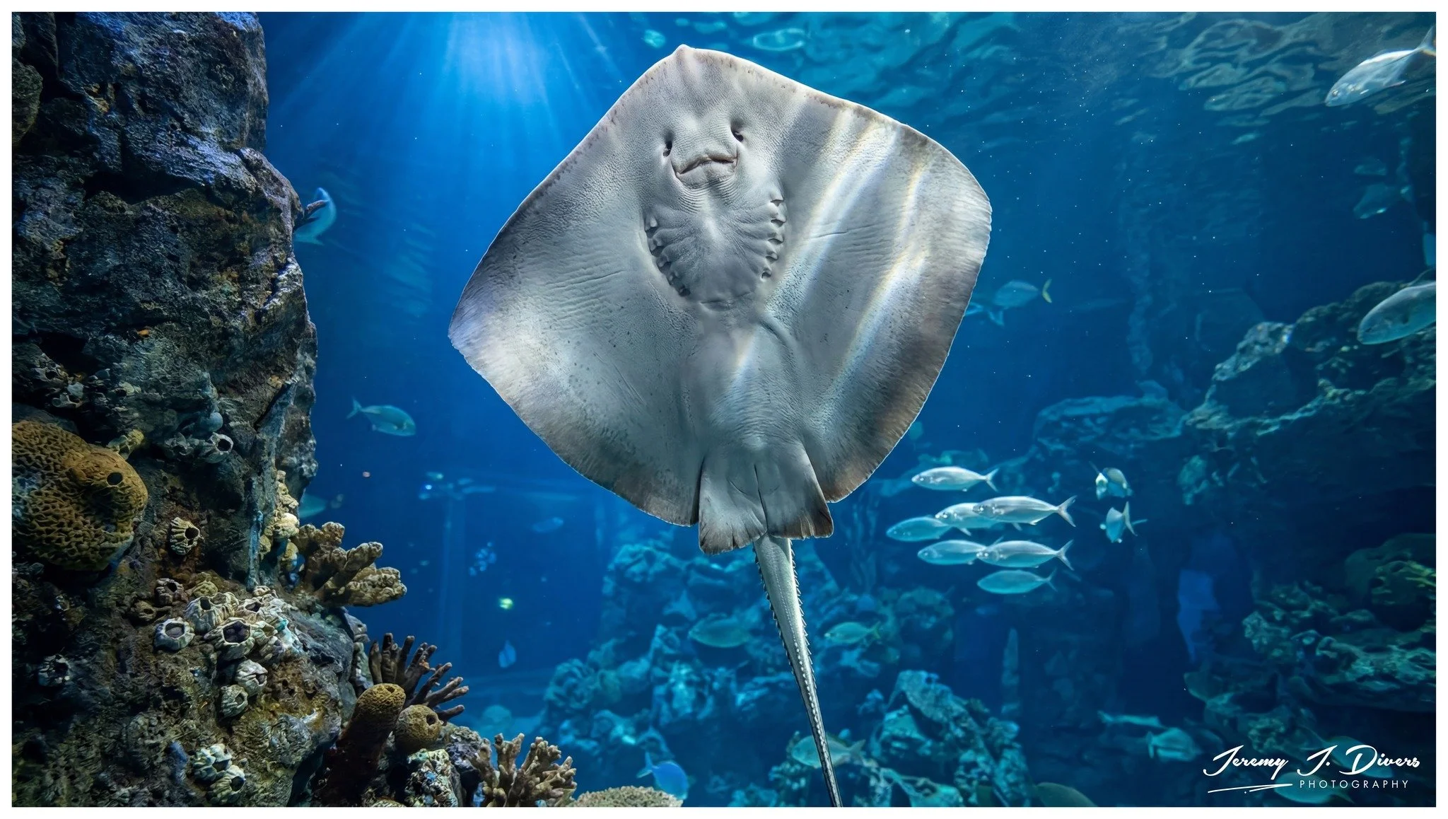 Southern Stingray