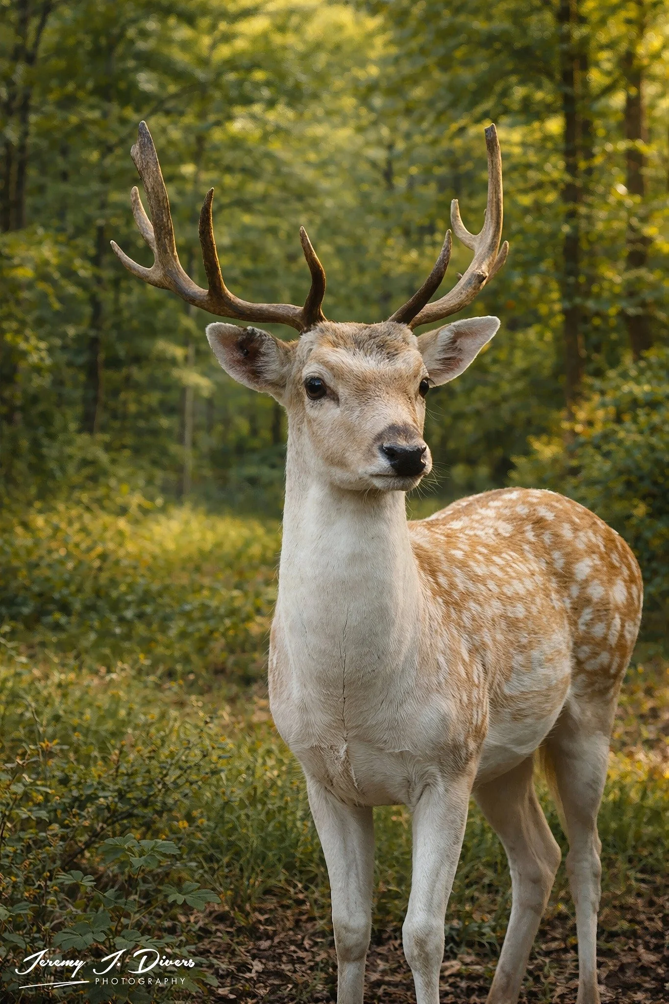 "Woodland Monarch Among the Oaks" Branson Animal Safari