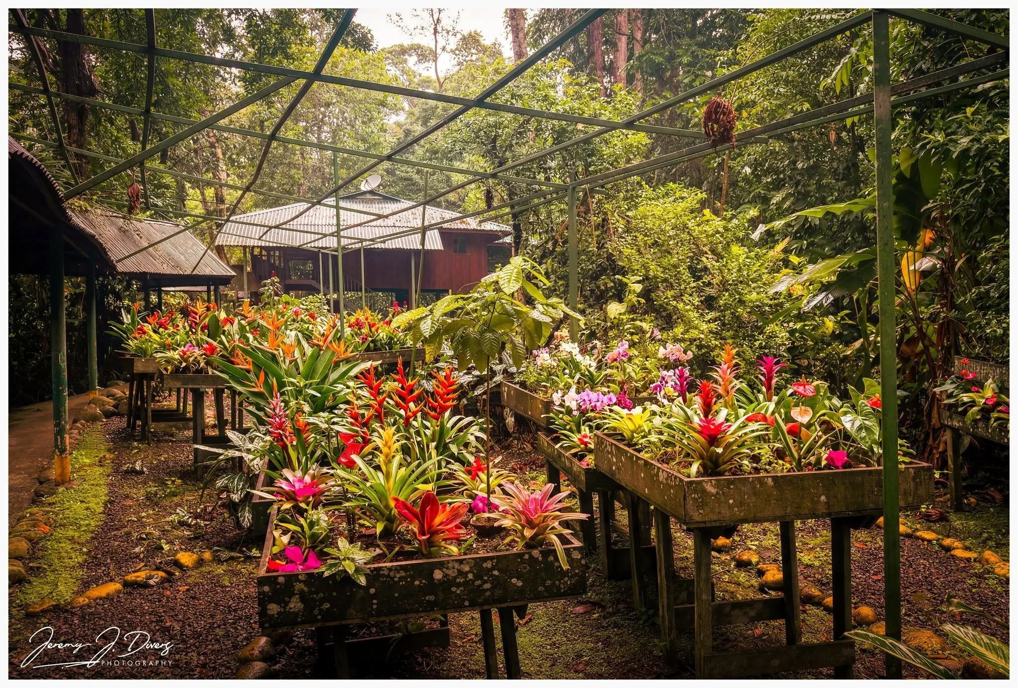 "The Jungle Nursery" Selva Verde Lodge, Sarapiquí, Costa Rica