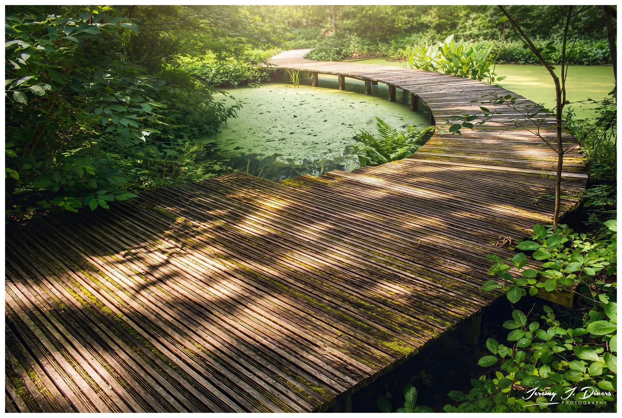 "The Emerald Crossing," (B) Shaw Nature Reserve, Gray Summit, MO