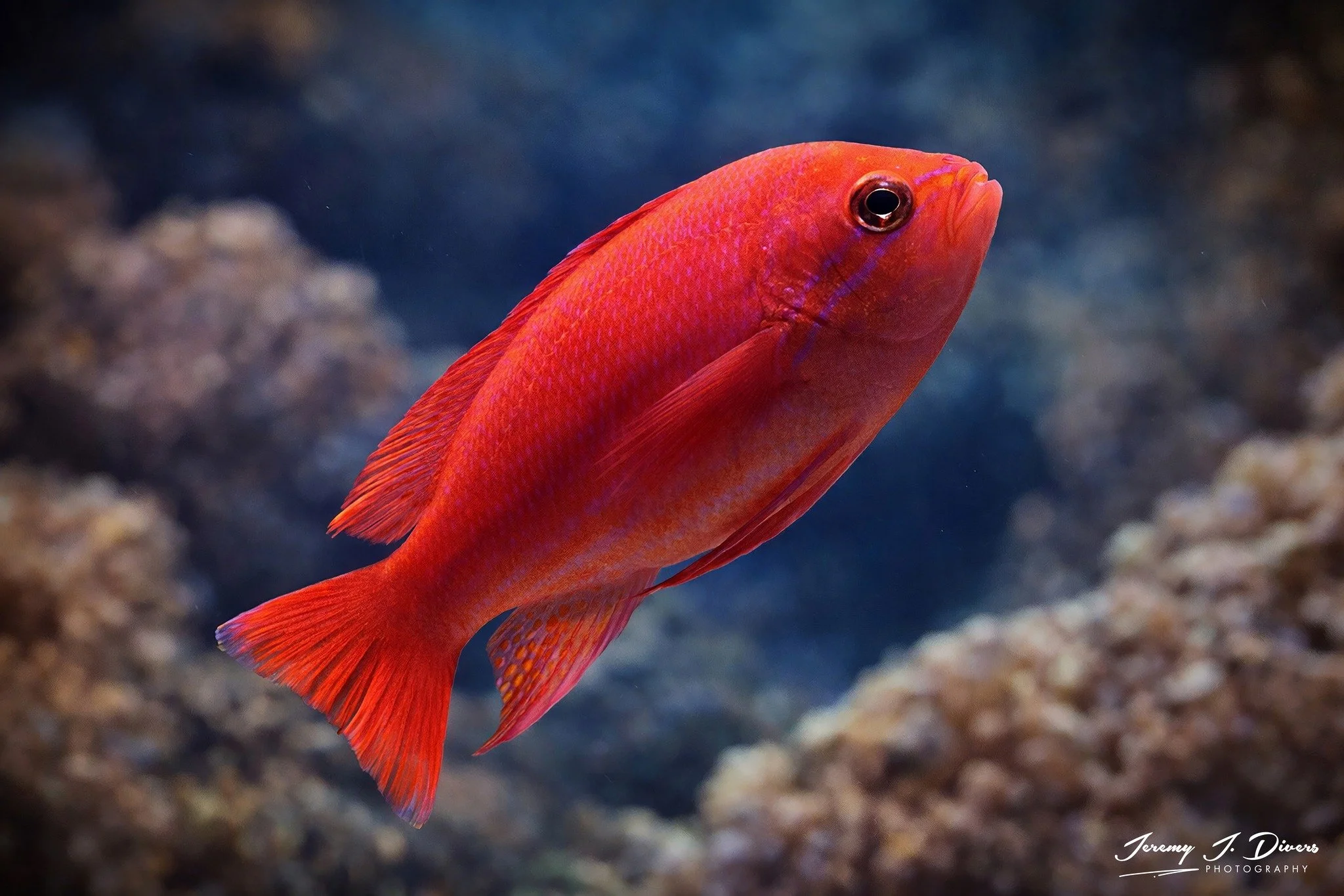 Lyretail Anthias (A)