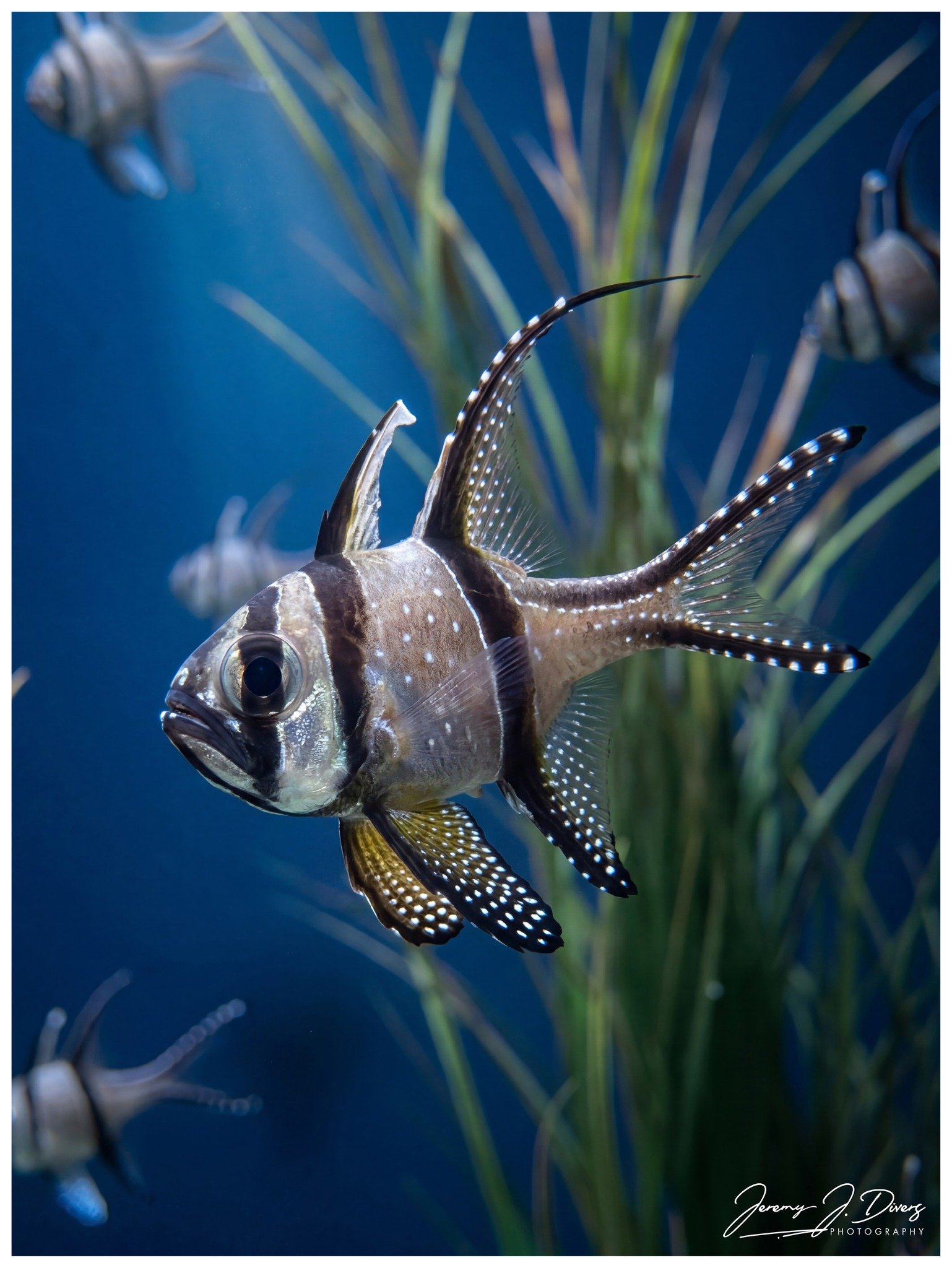 Banggai Cardinalfish (A)