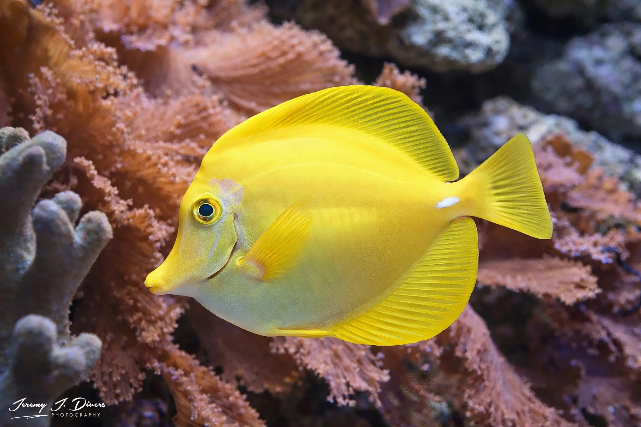 Yellow Tang (B)