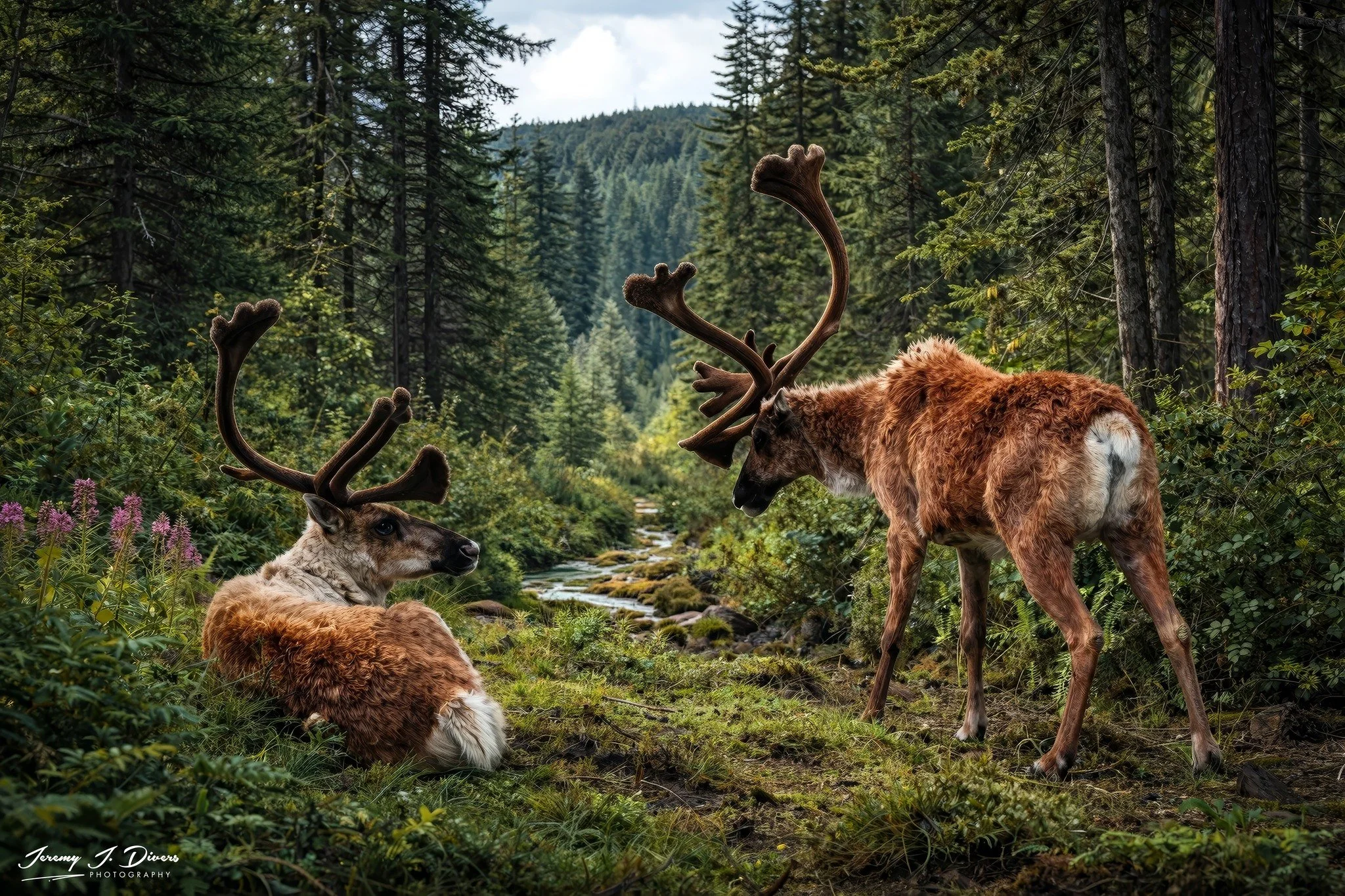 “Guardians of the Glen” Denali National Park, Alaska