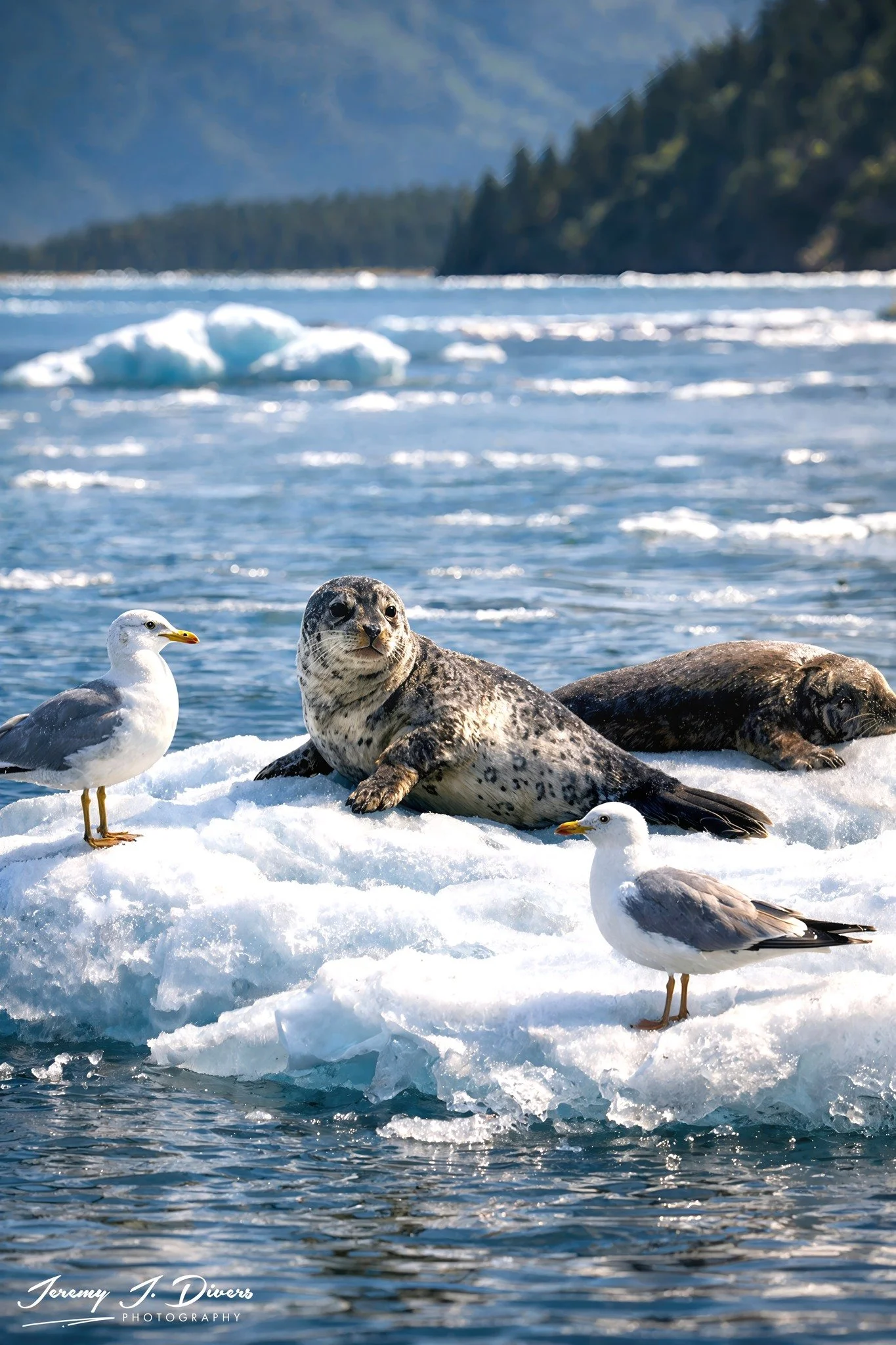 "Seals and Seagulls" Prince William Sound, Alaska
